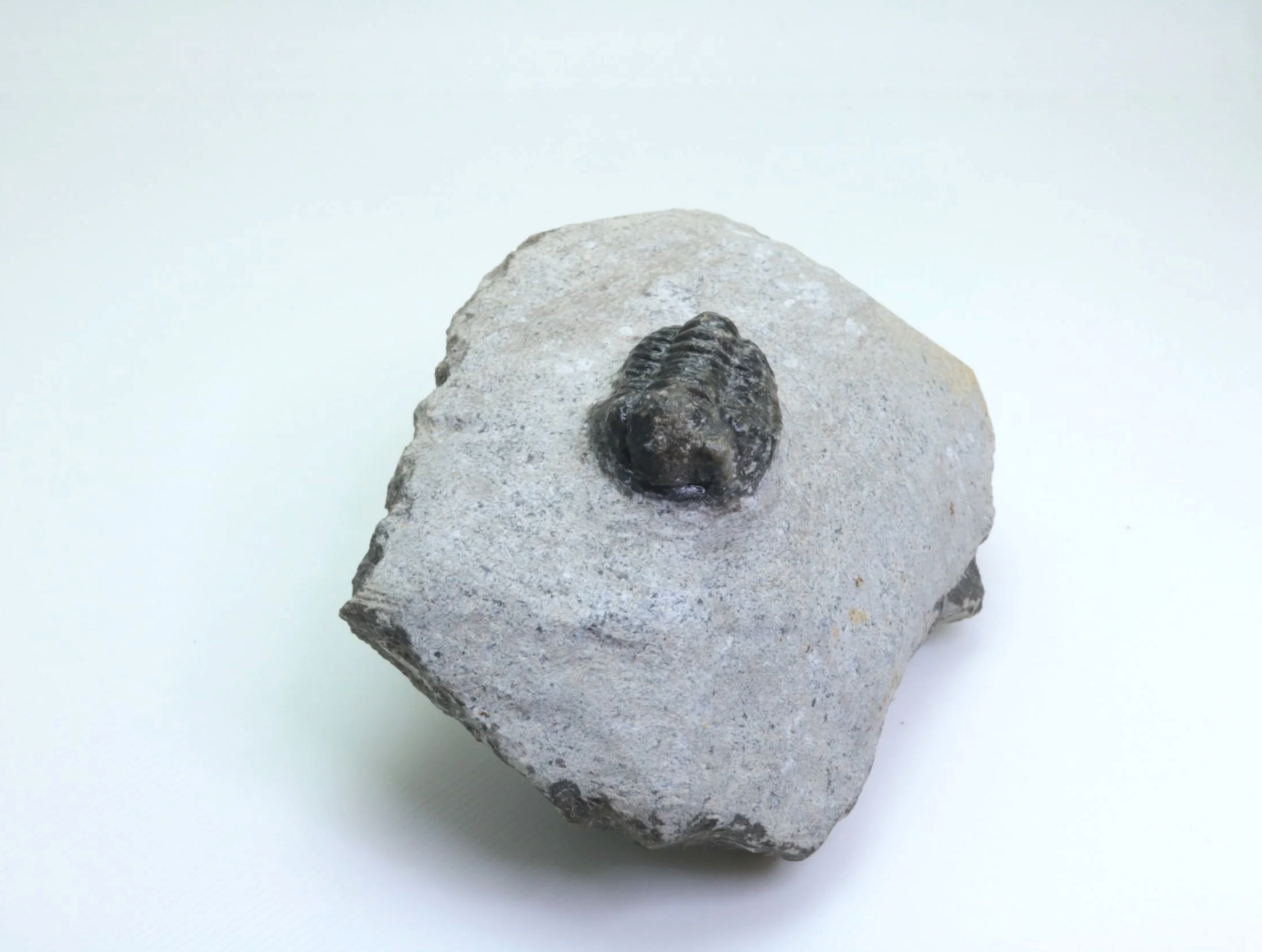 gerastos+006-3.png
