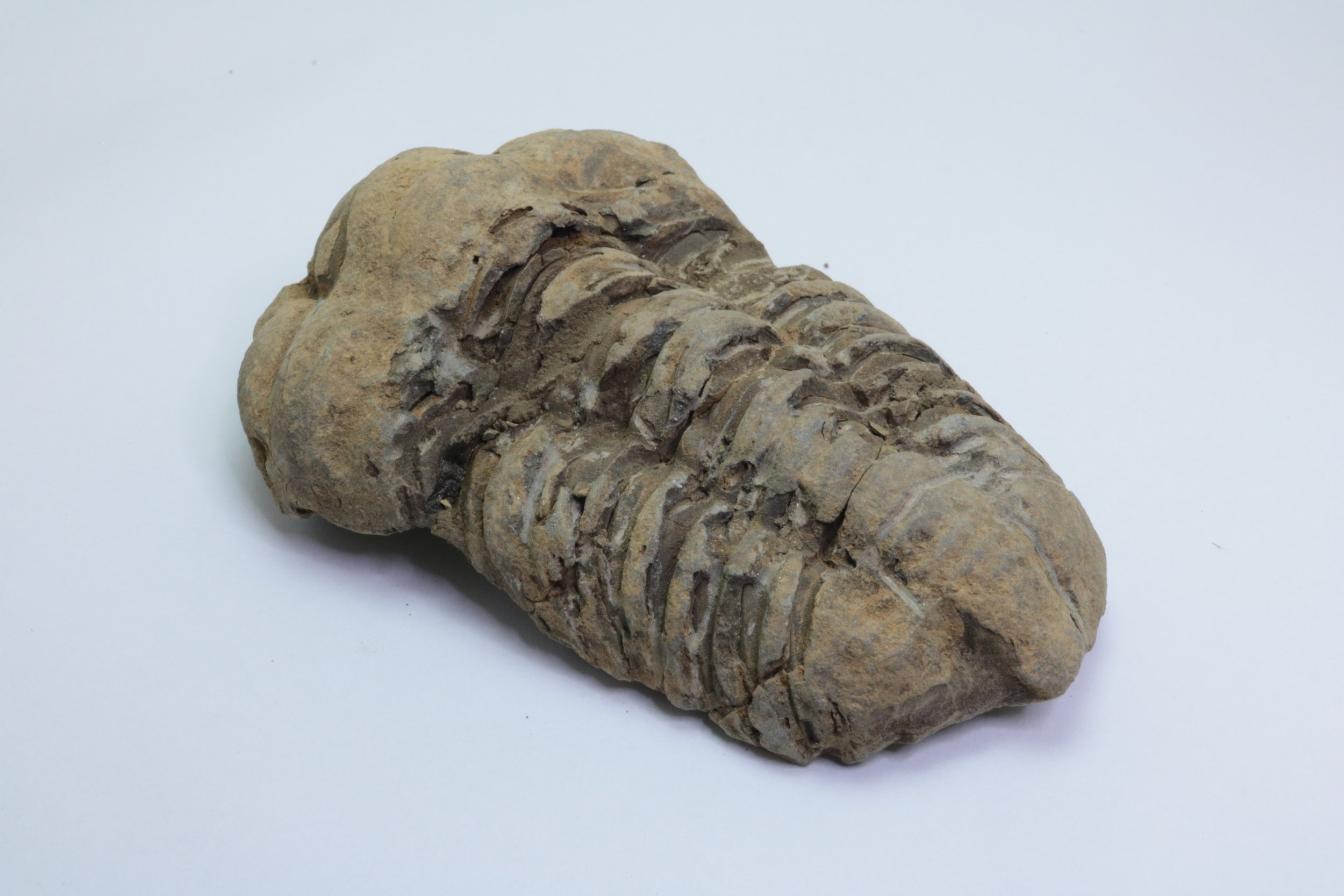 calymene 001-2.JPG