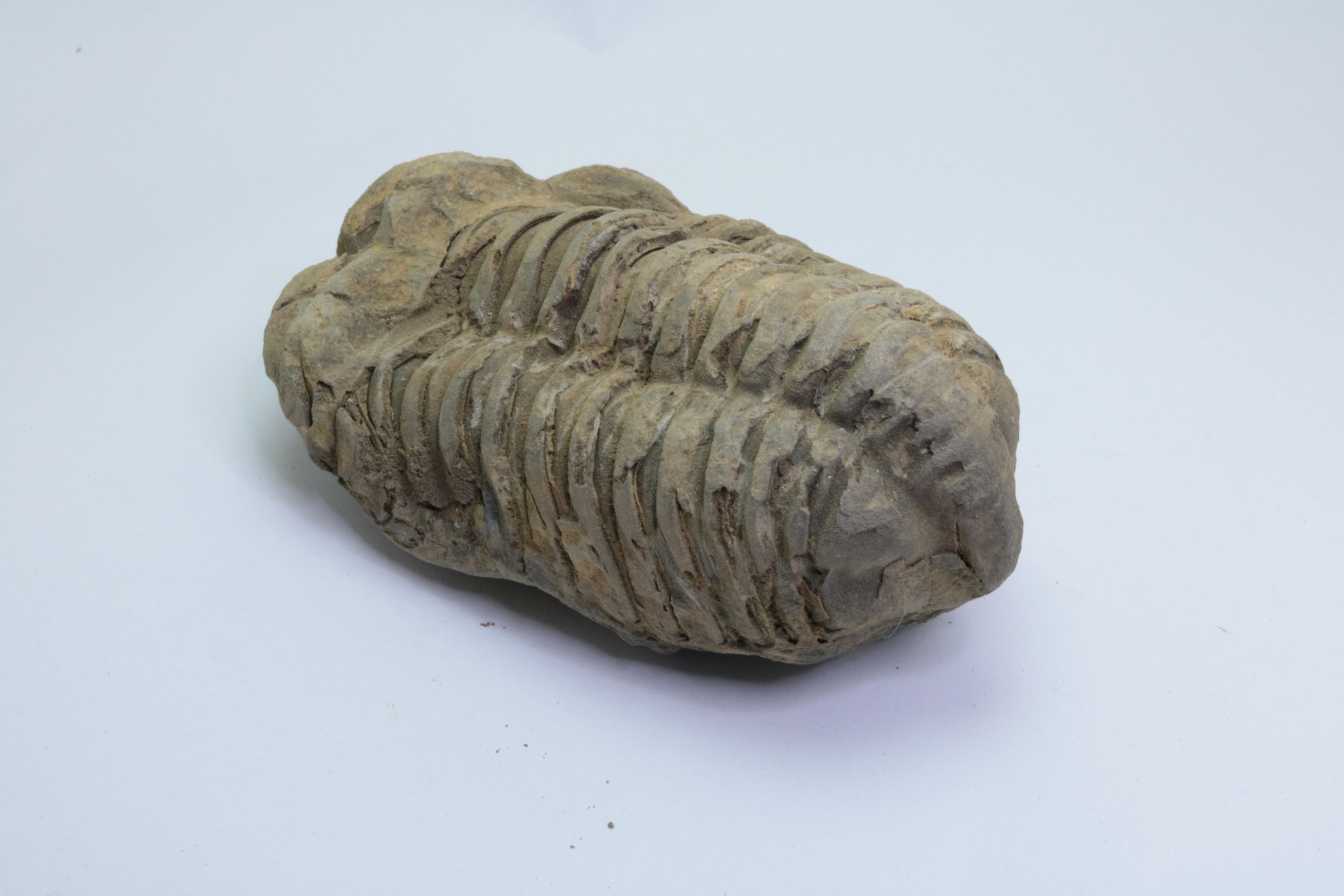 calymene 004-2.JPG