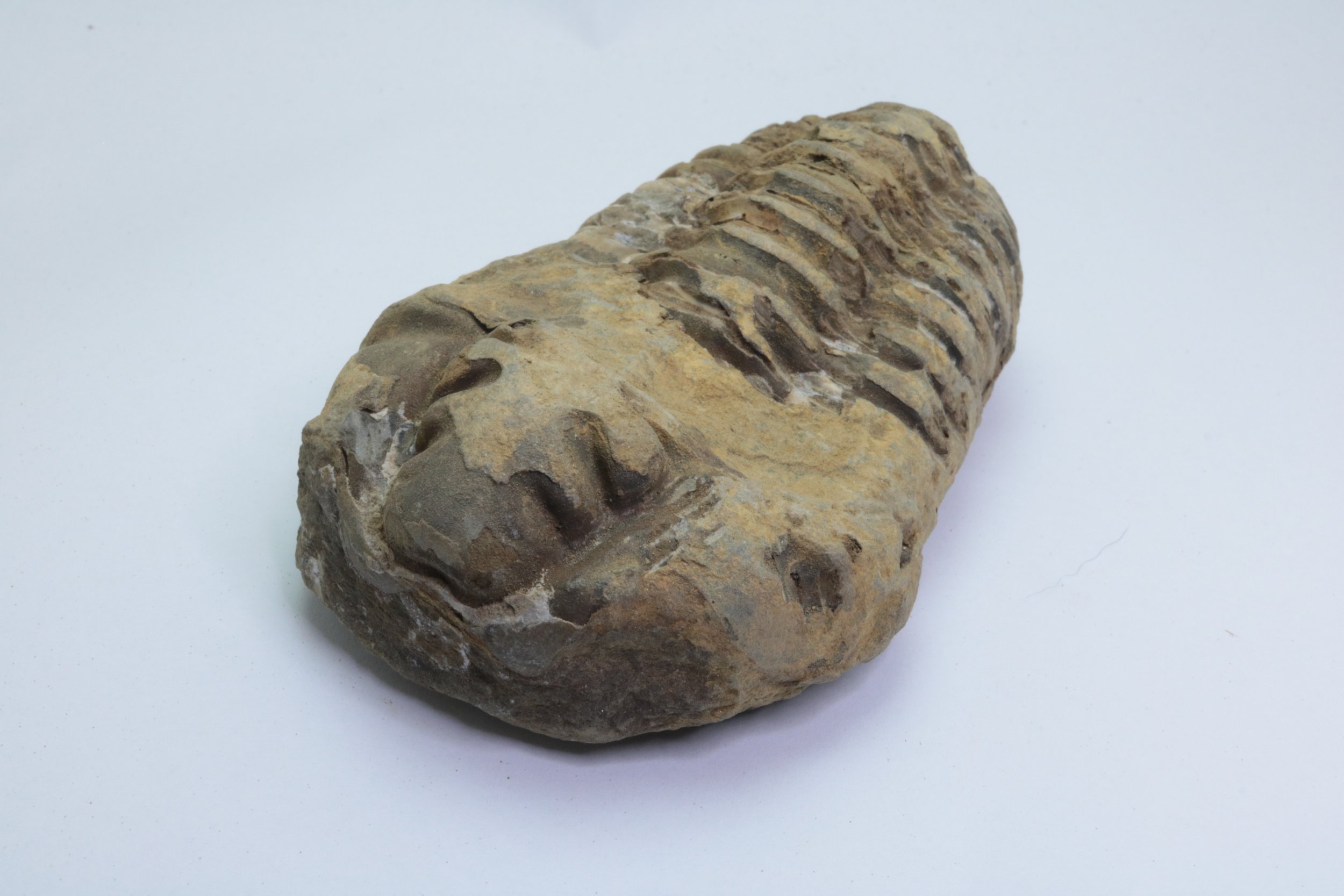 Calymene Trilobite #3