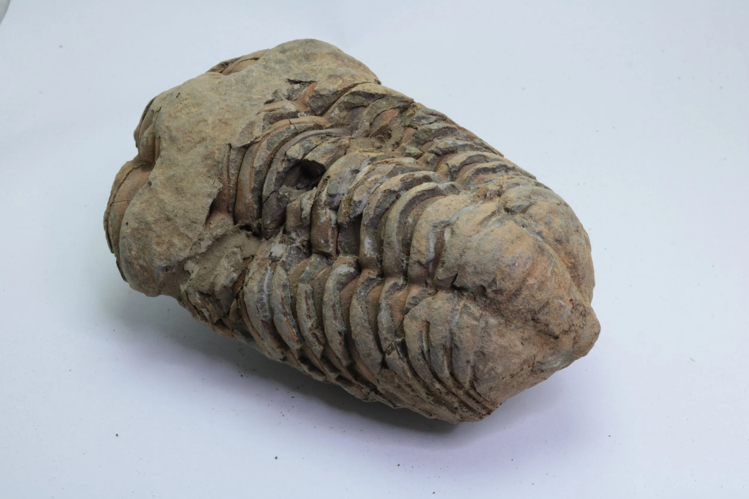 calymene 005-3.JPG
