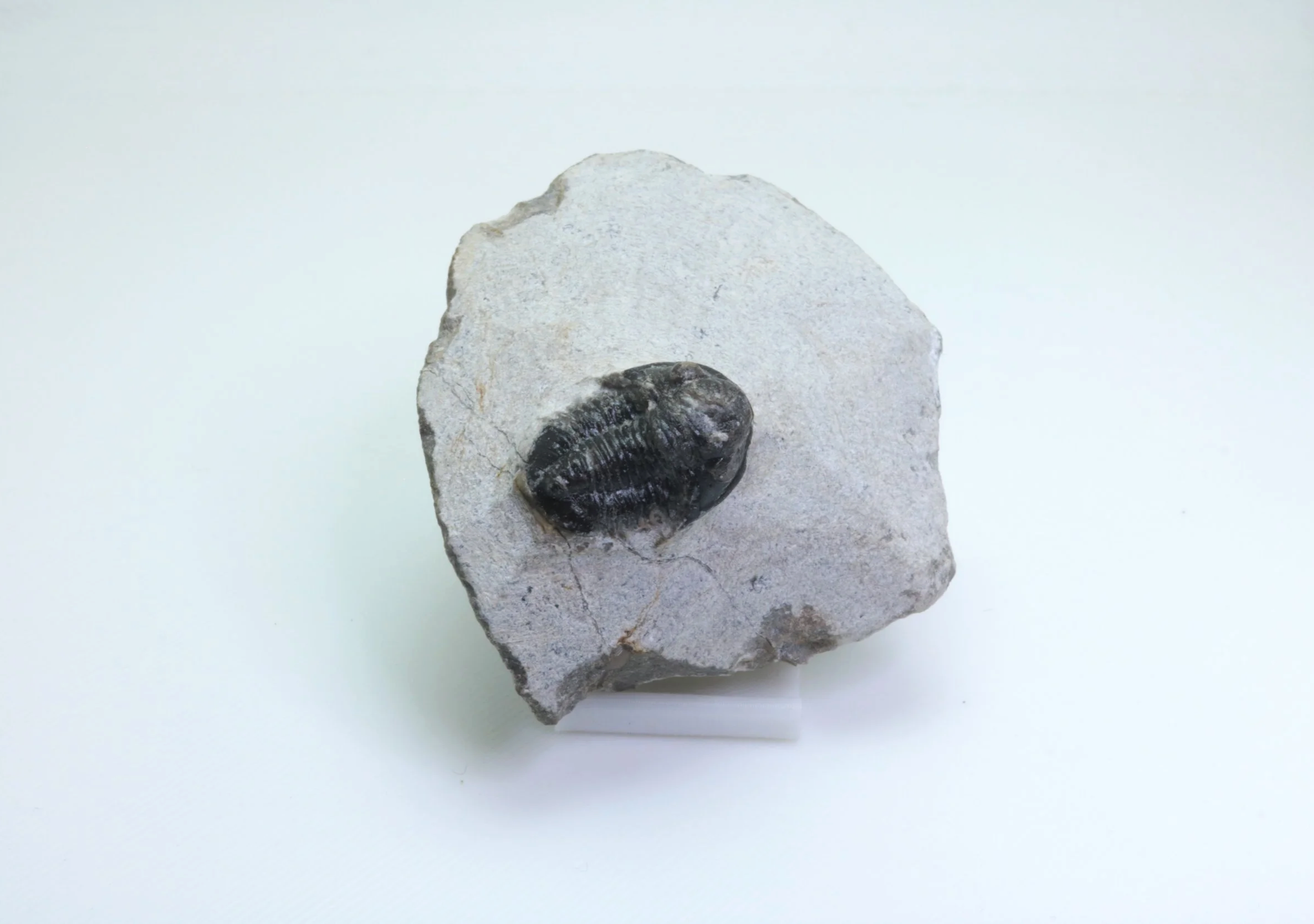 Gerastos sp. Trilobite #5
