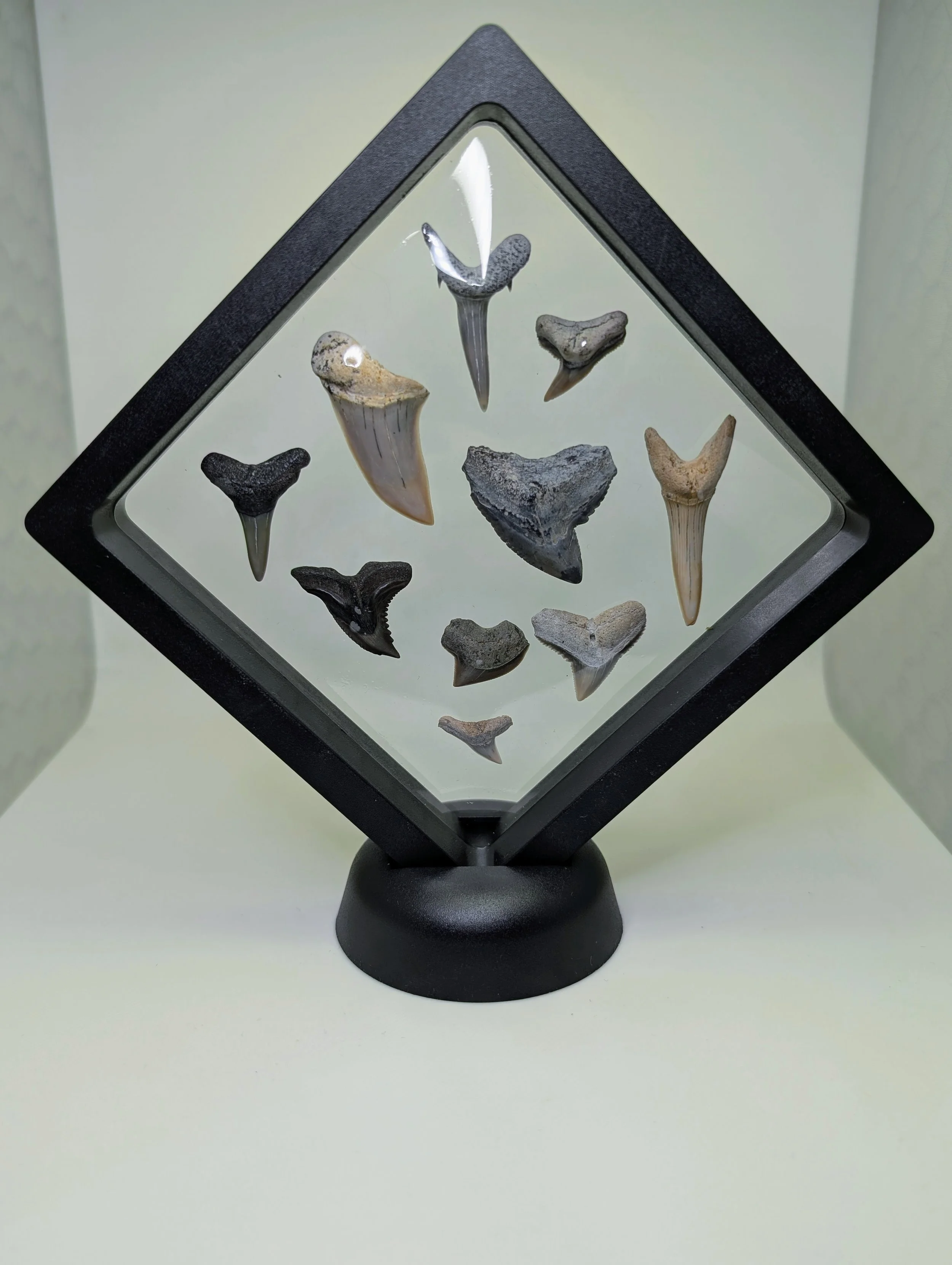 Curated Shark Teeth