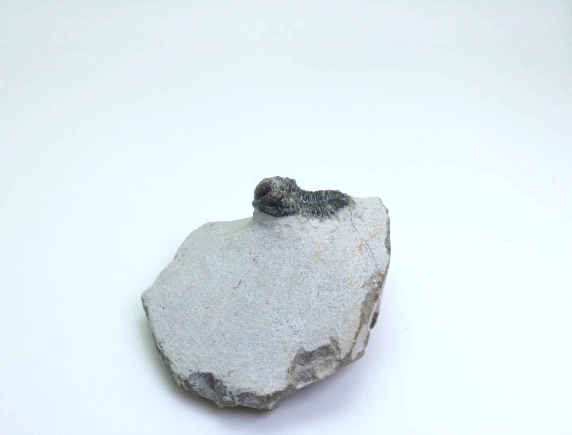 gerastos+005-4.png
