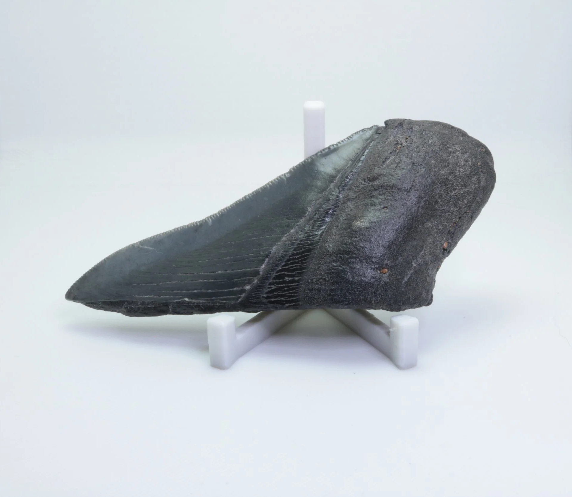 Heartbreaker Megalodon - 4.20