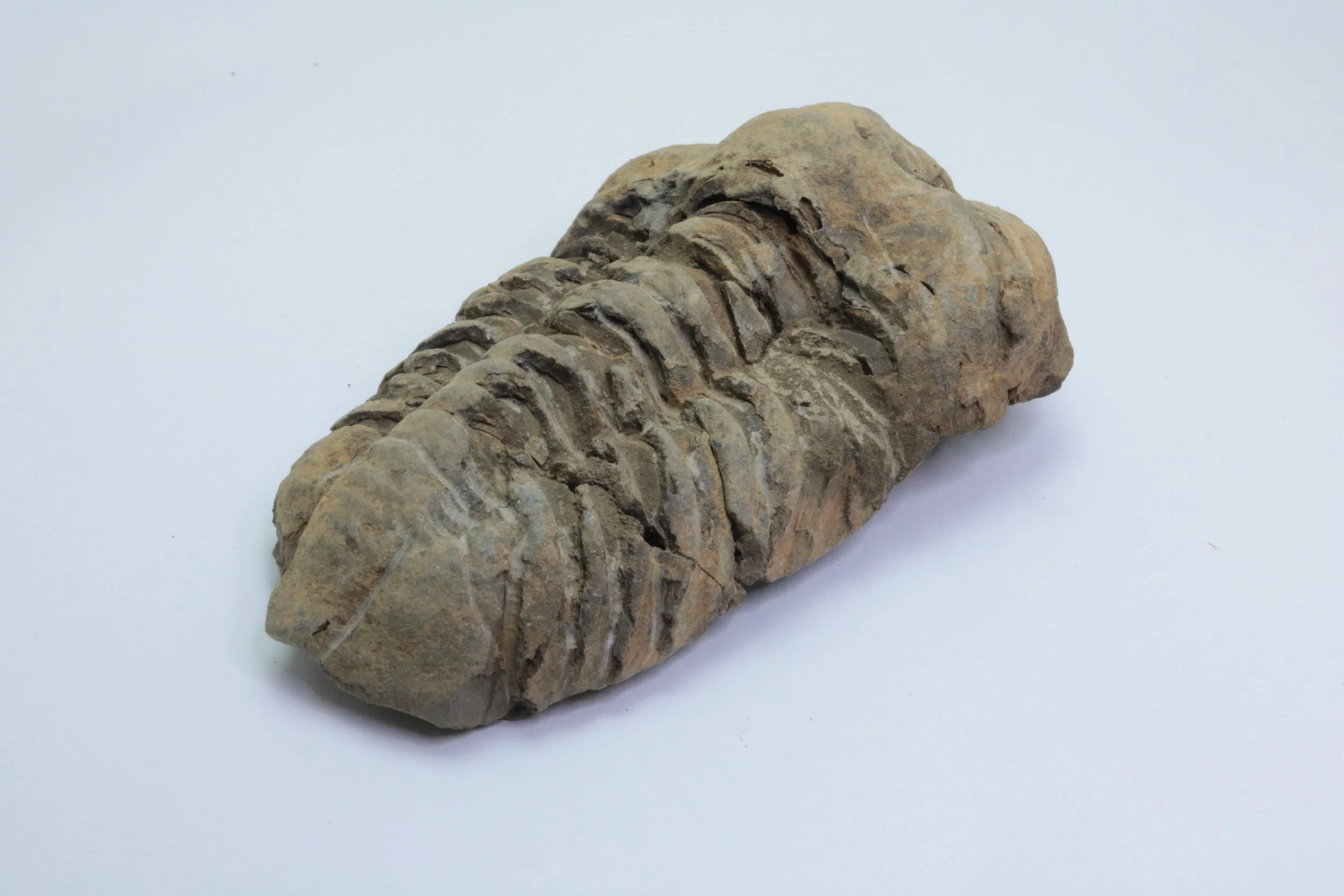 calymene 001-3.JPG