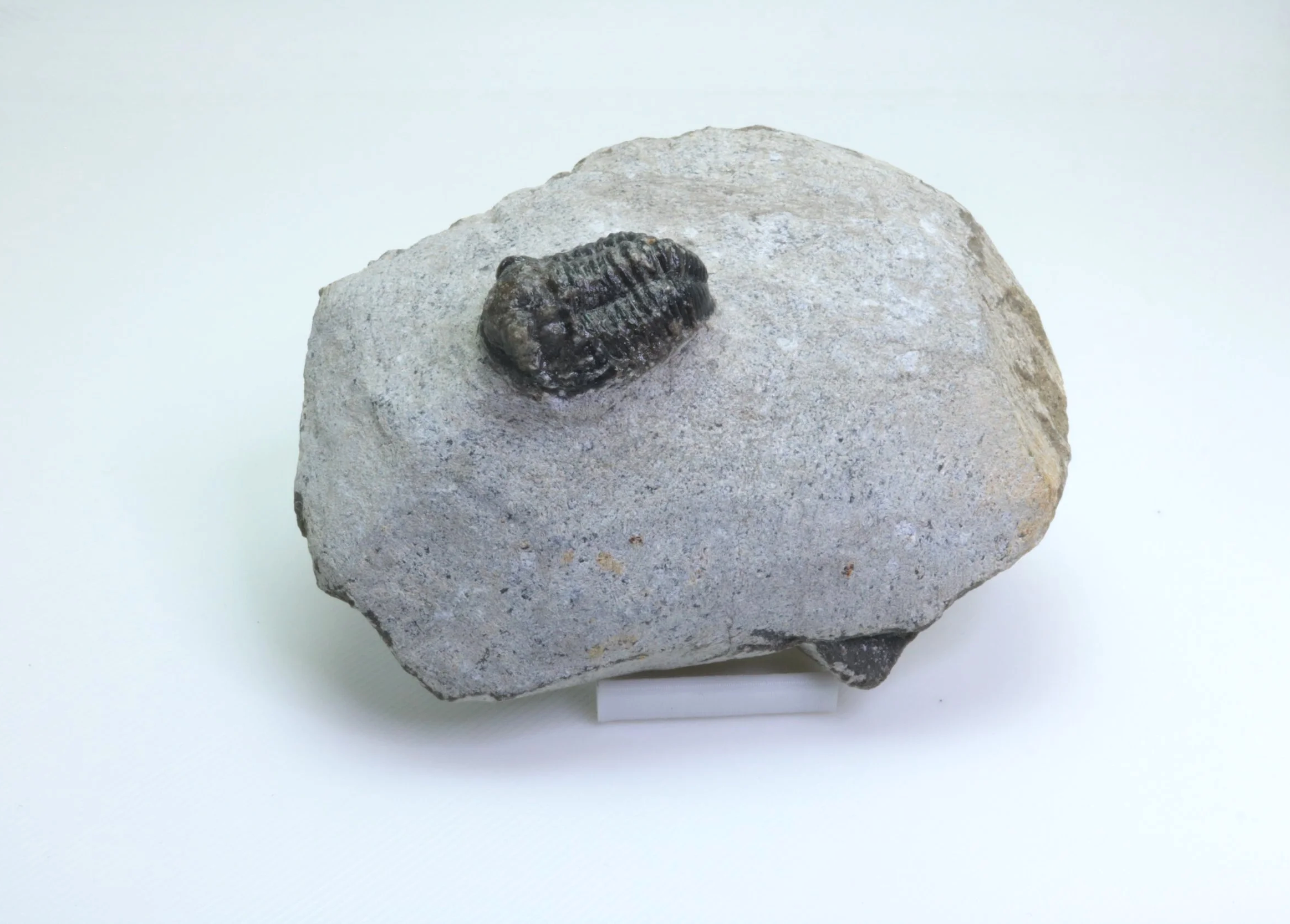 Gerastos sp. Trilobite #6