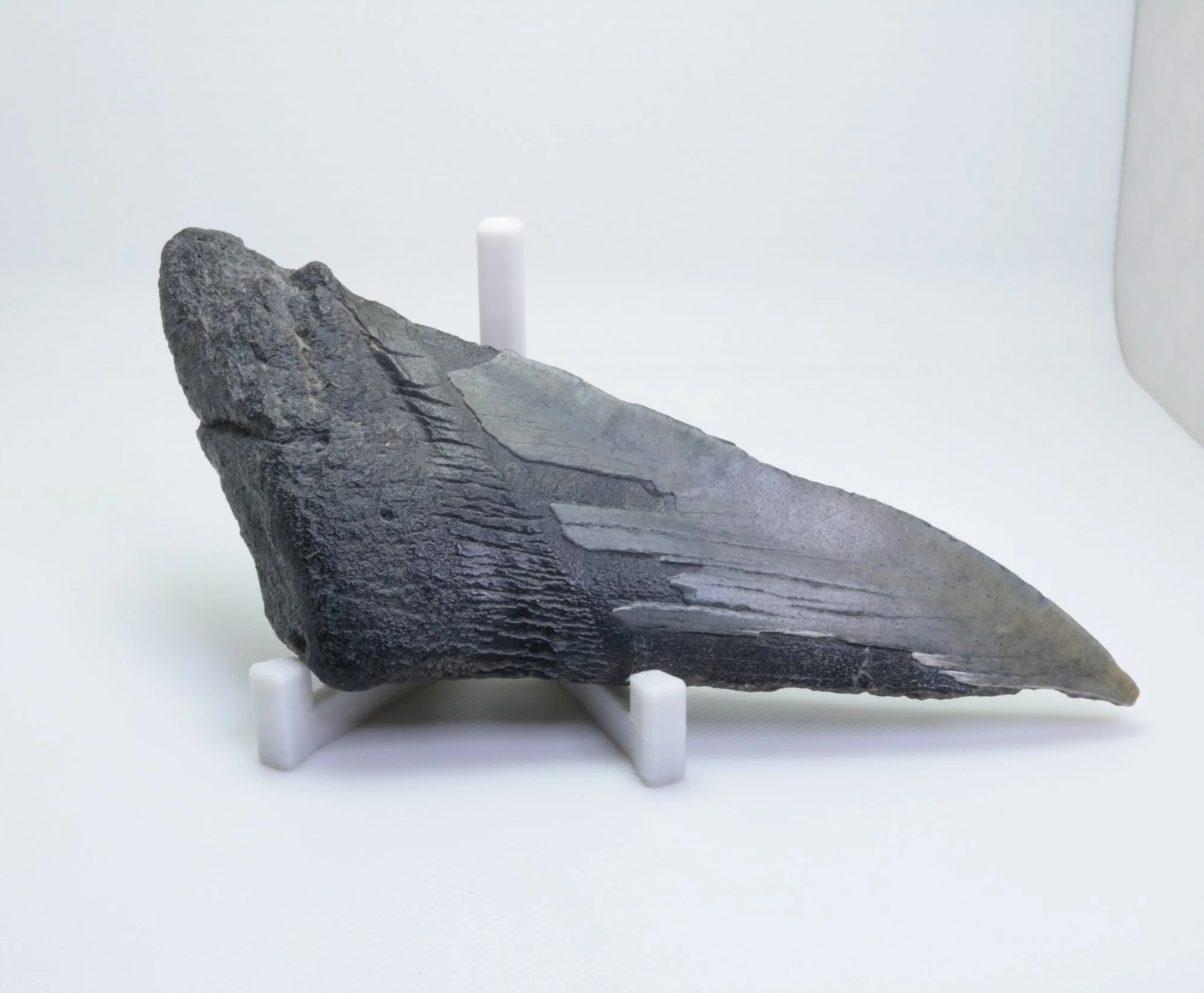 Heartbreaker Megalodon - 4.87"
