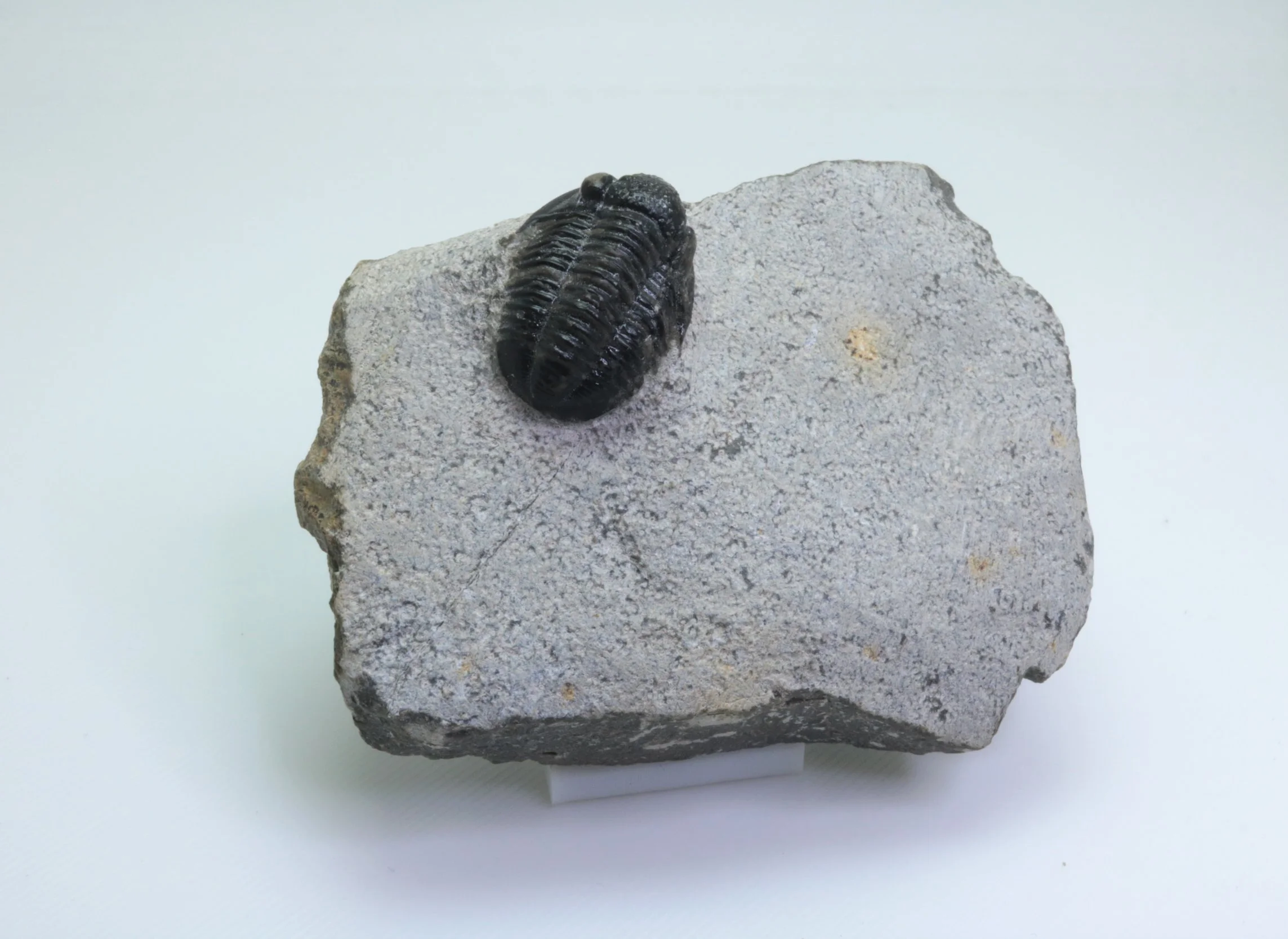 Gerastos sp. Trilobite #7