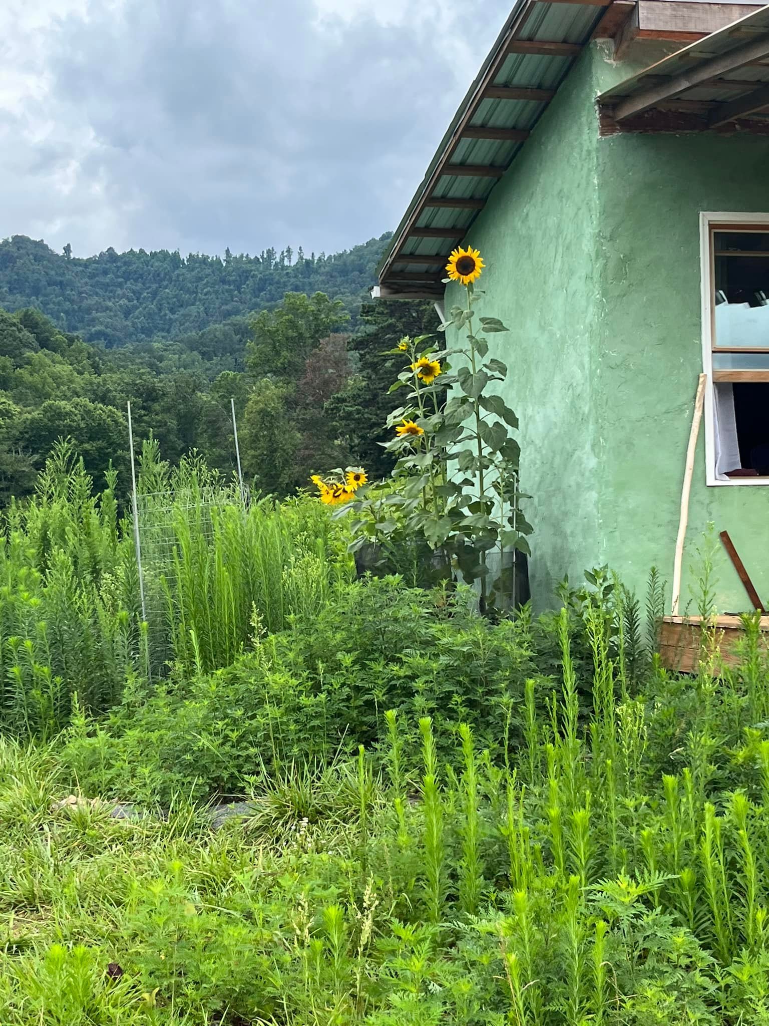 green cabin sunflower side.jpg
