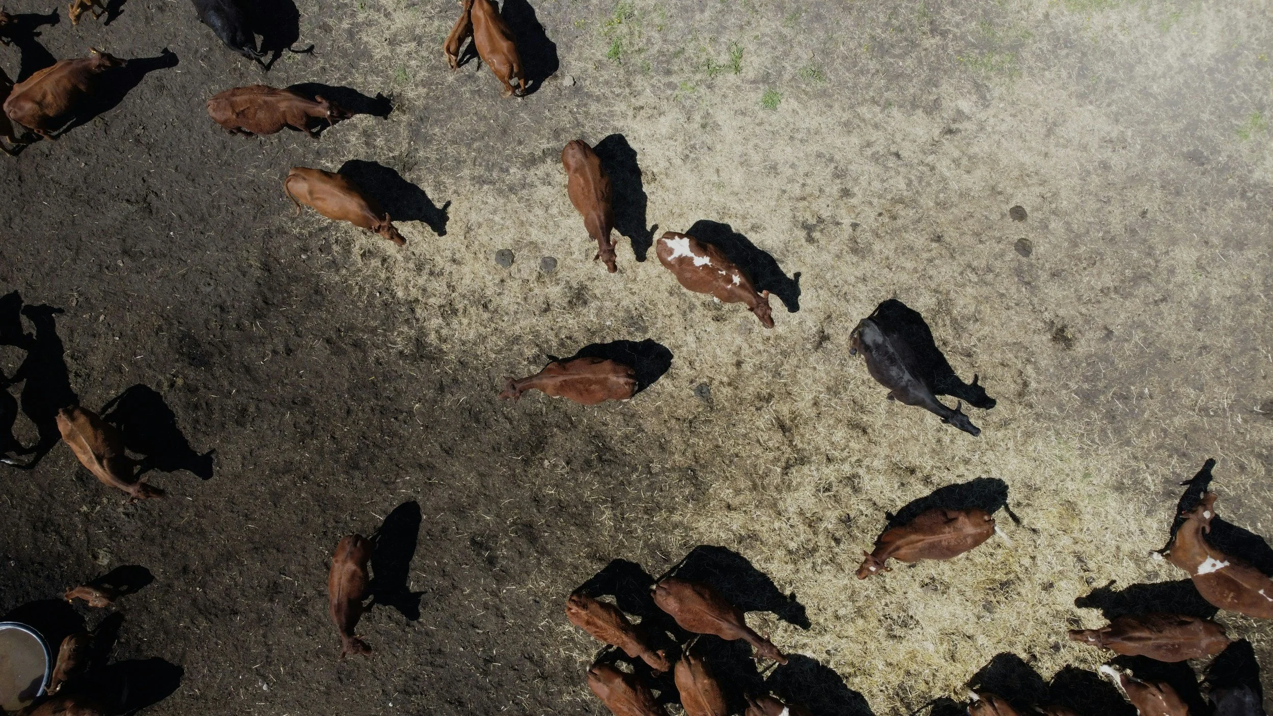 Beef Production: Where are we actually?