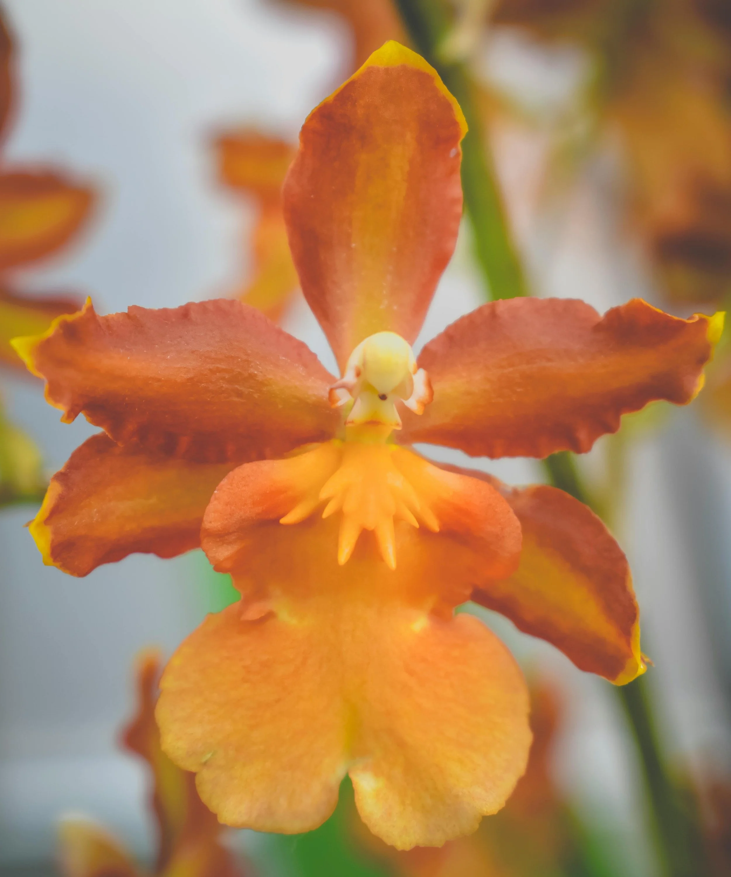 A close-up of an orange and yellow orchid flower with a tiny insect on its center.