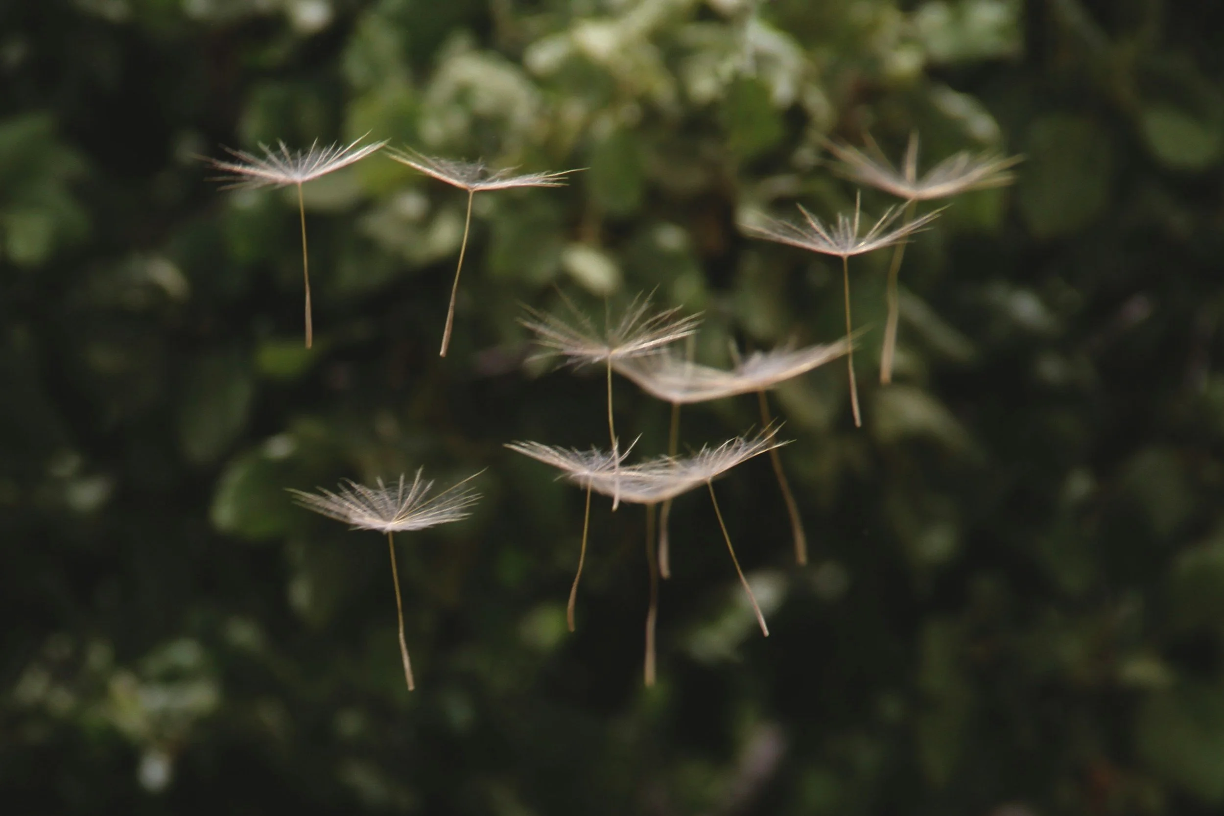 Dandelion seeds floating in the air with a blurry green leafy background.