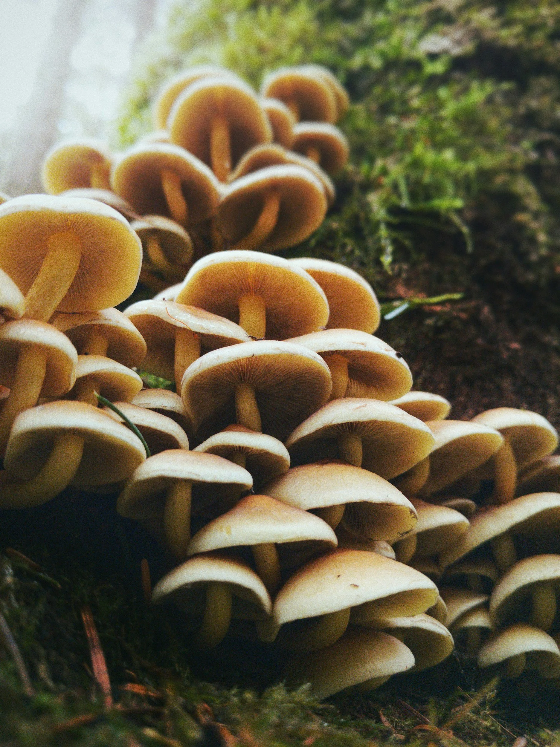 Cluster of small brown mushrooms growing on a tree trunk in a forest.