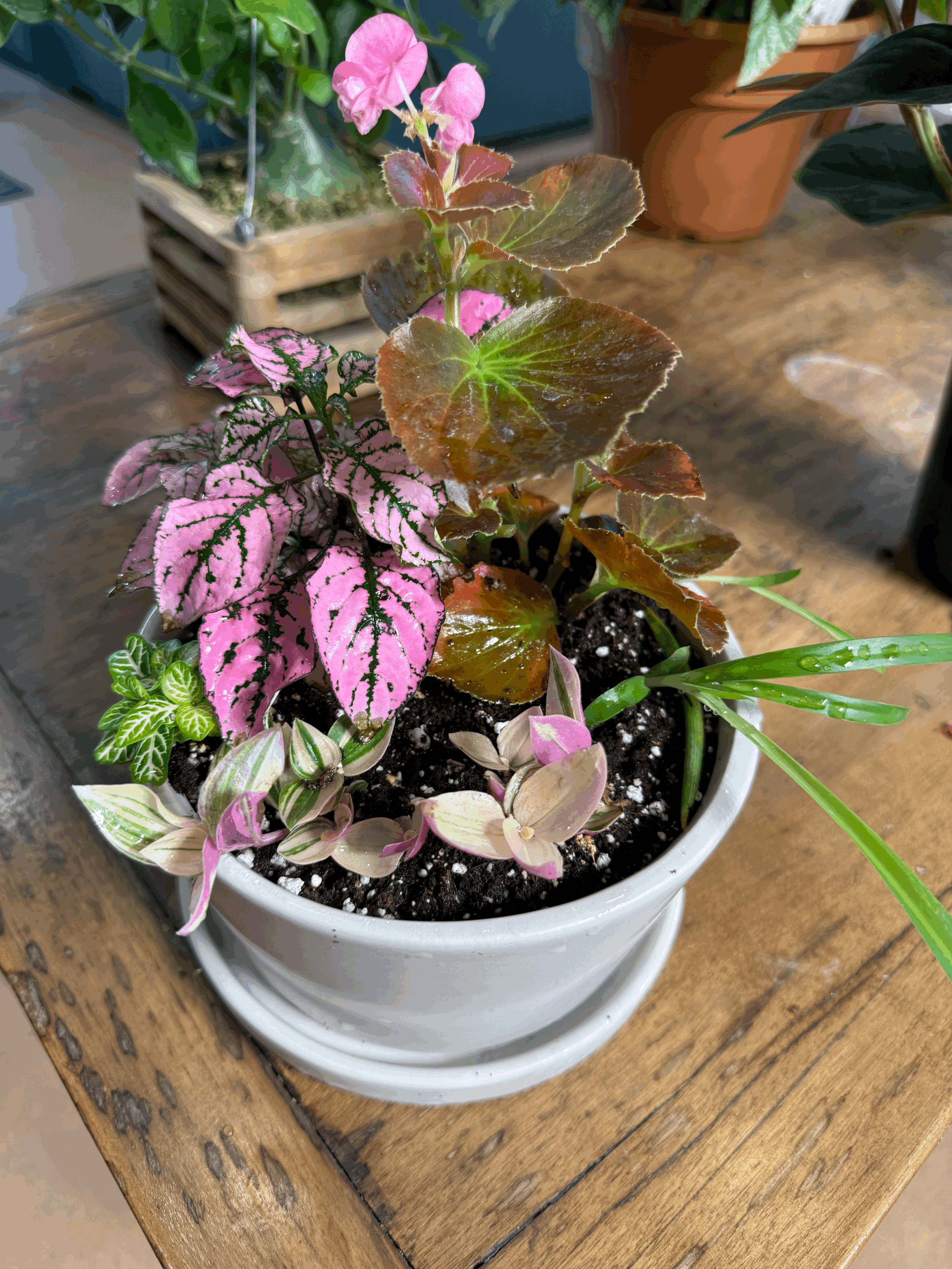 Small Dish Garden 6"
