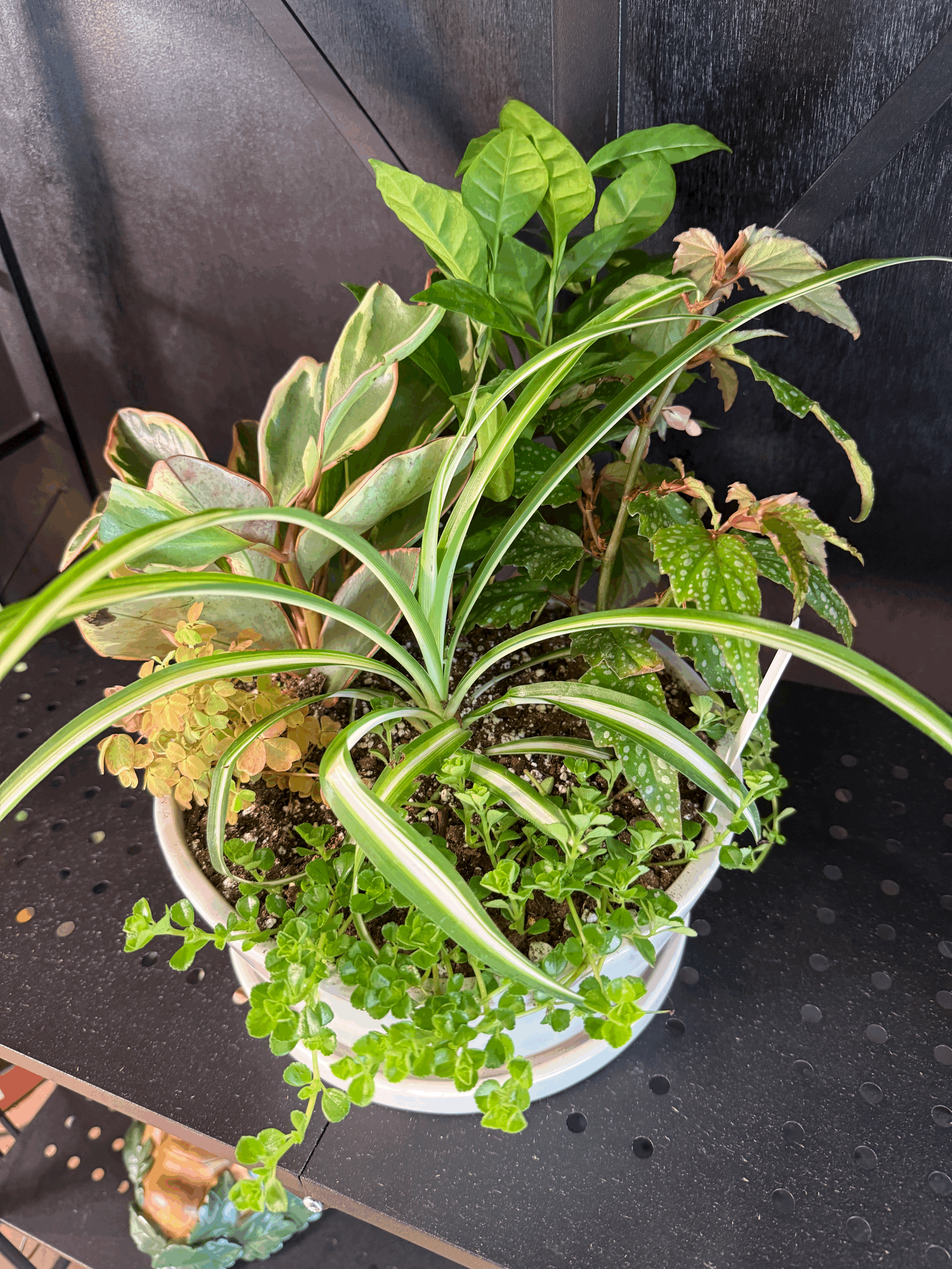 Medium Dish Garden 8