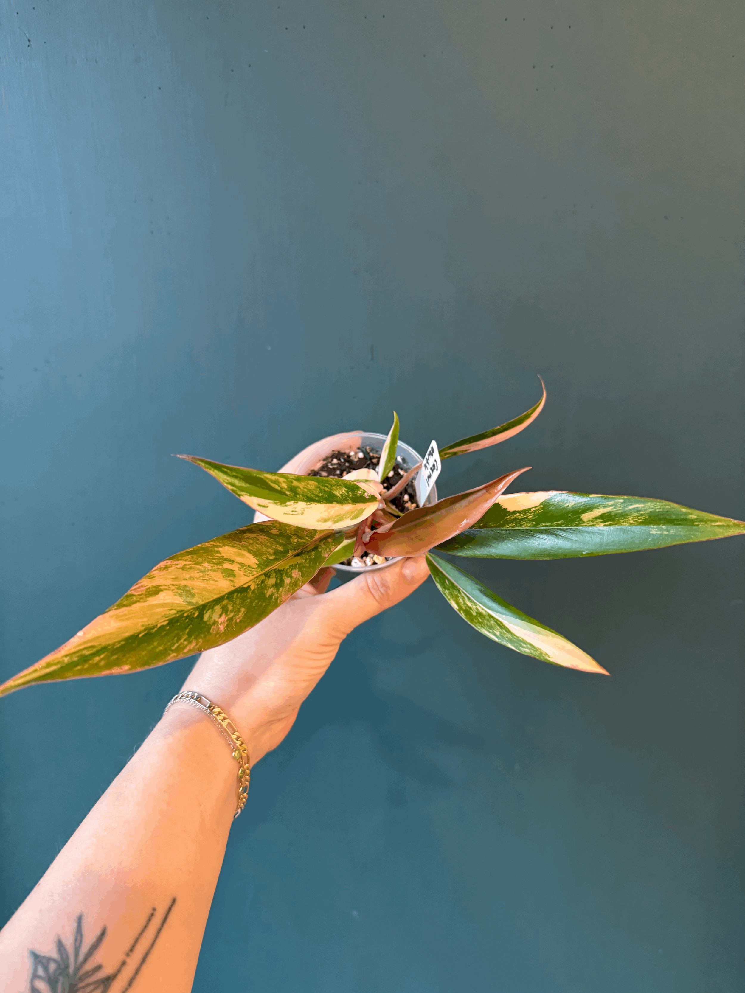 tempImageOw7eTU.gif