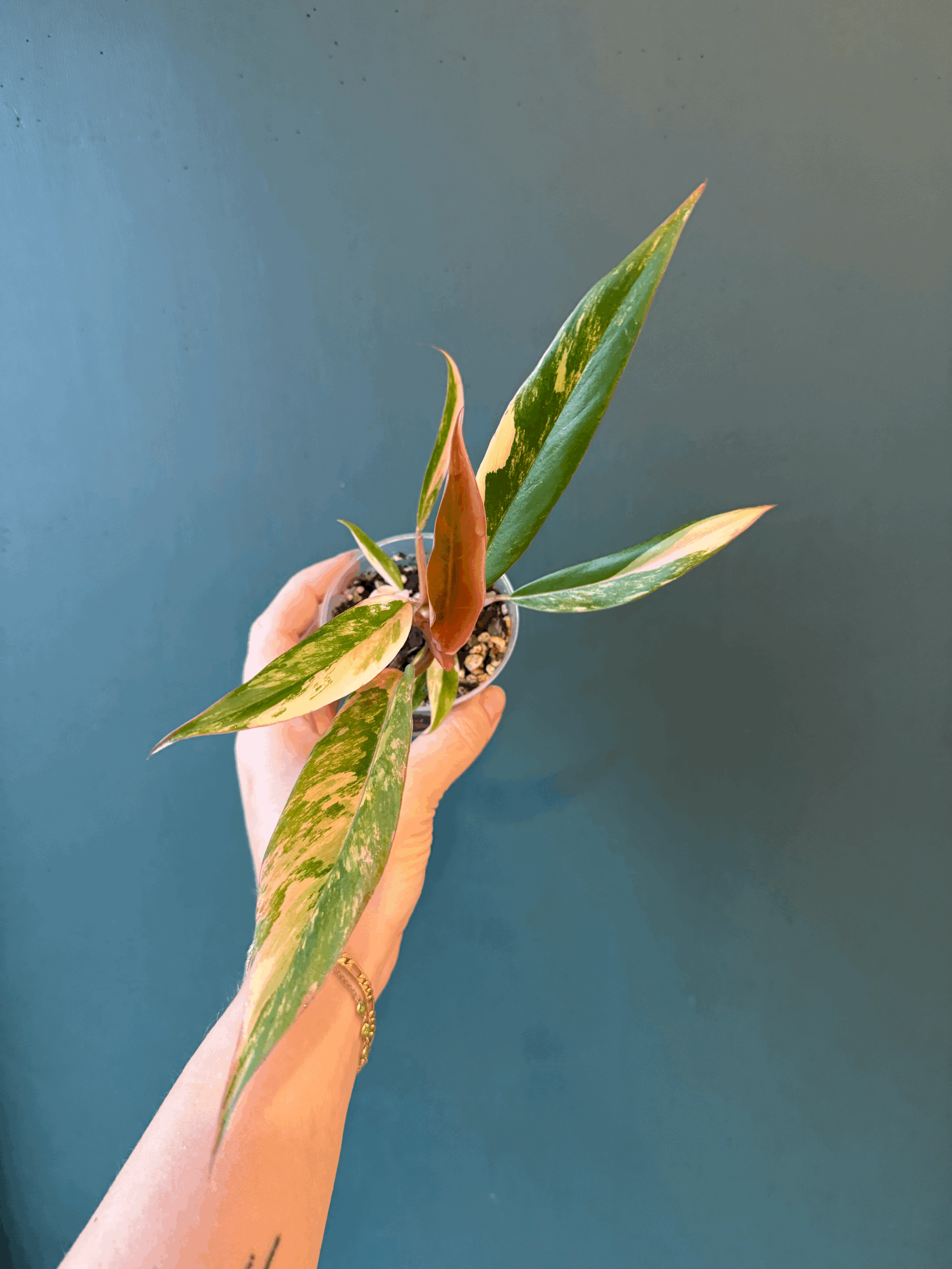 tempImageAOkvVP.gif