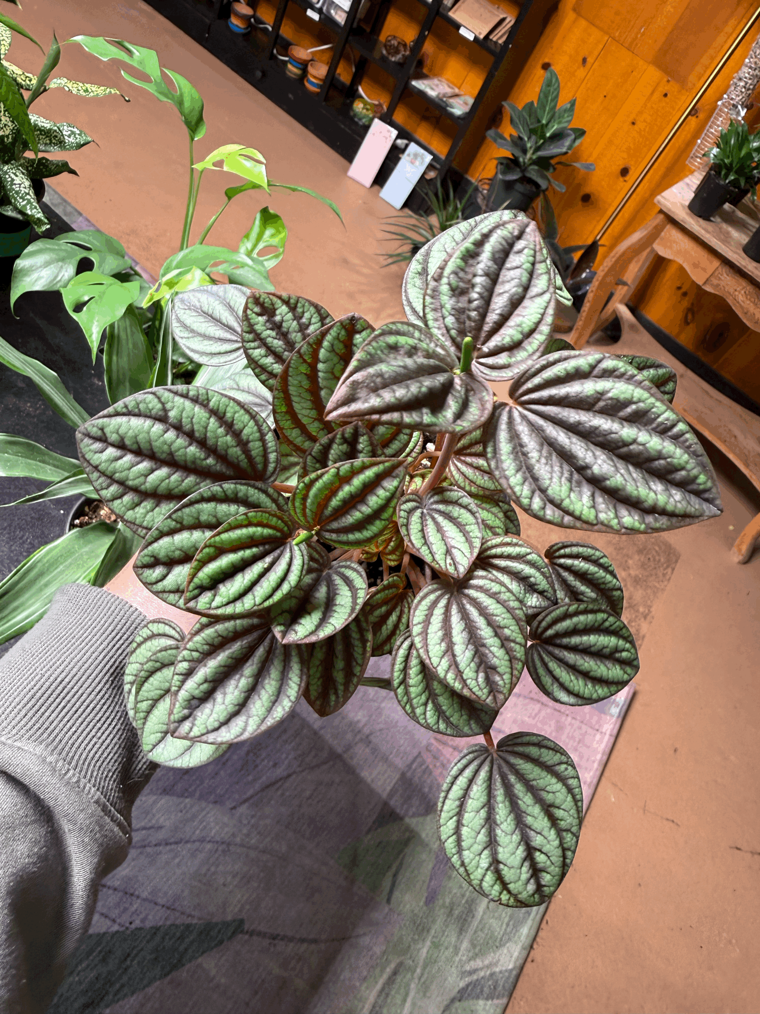 Peperomia Banda 4"