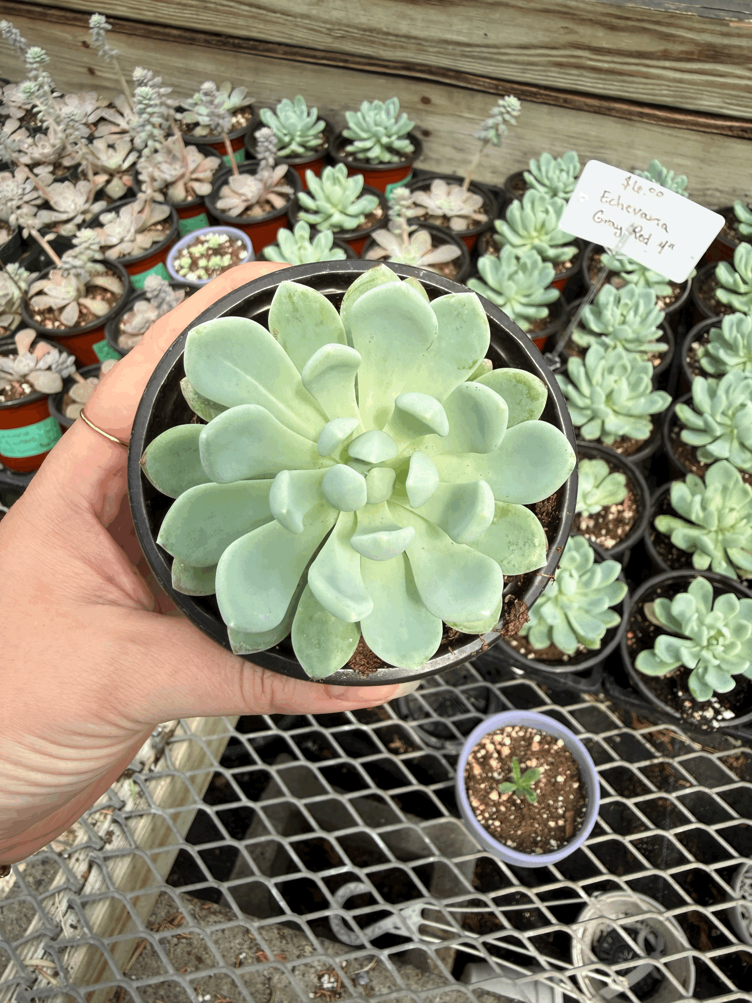 tempImageFBdge6.gif