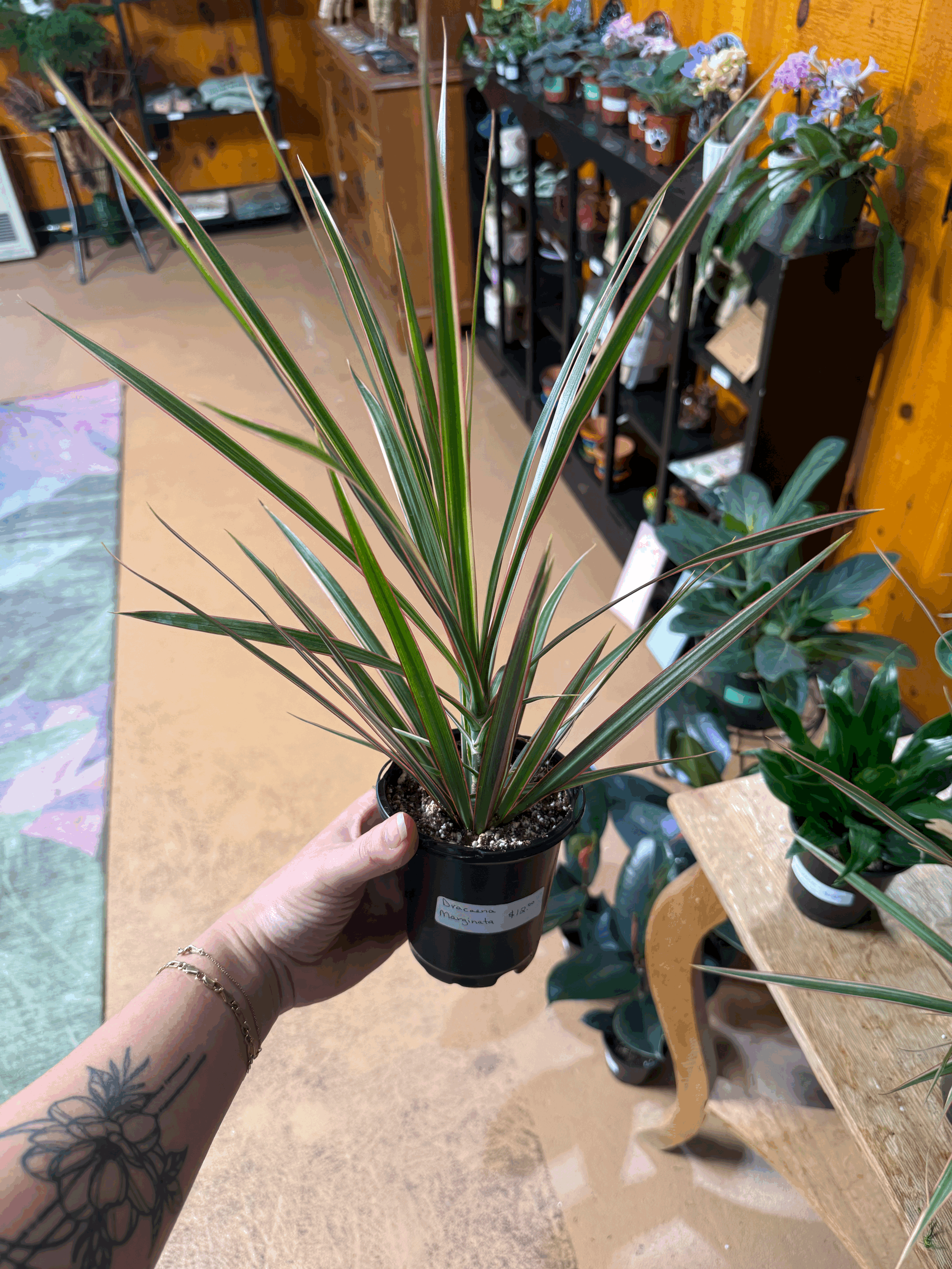 tempImagen8d9sR.gif