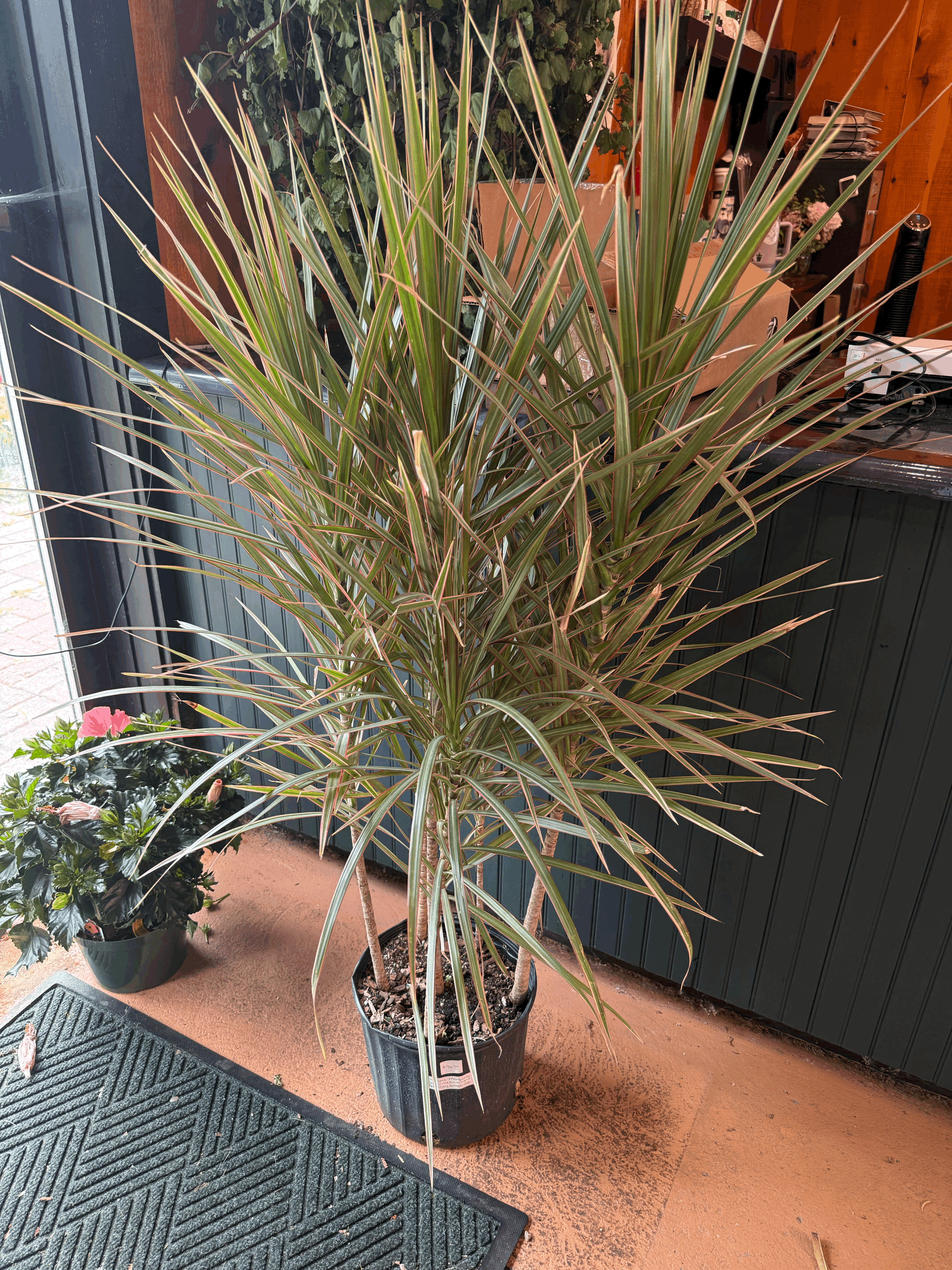 Dragon Tree Bush, Large 2 Gallon
