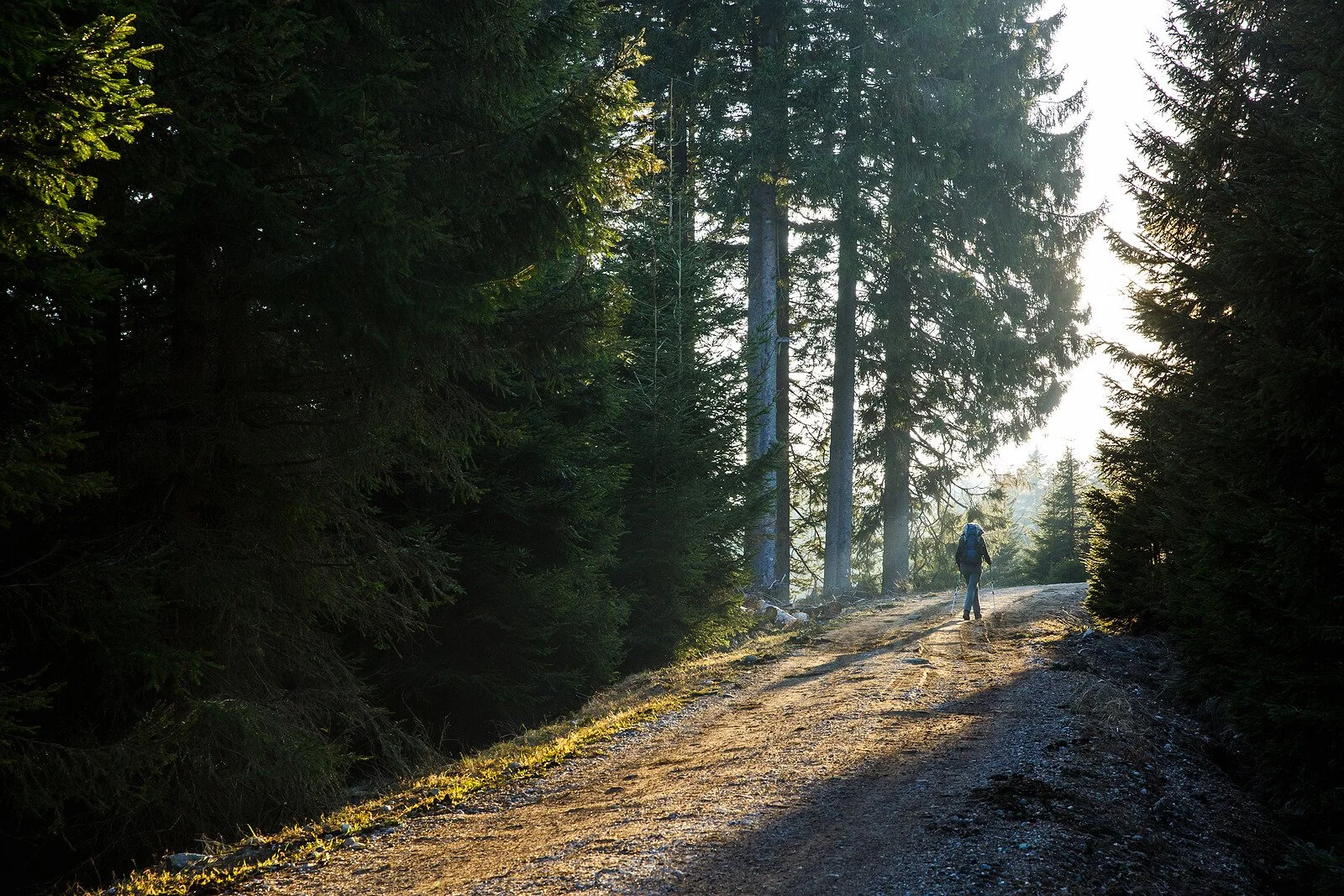 Person walking along a sunlit forest path toward an open horizon, symbolizing hope and healing. Scrupulosity OCD treatment with an OCD therapist in Provo, UT can help you move forward into peace and clarity.