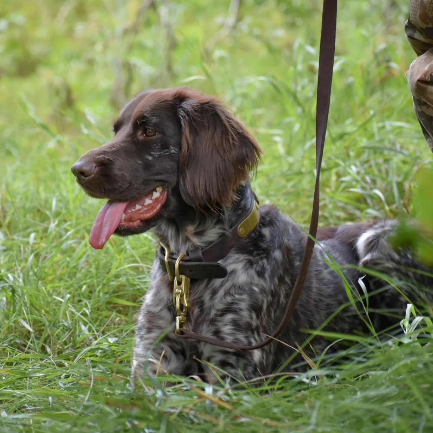 Congratulations to all participants from the KlM-GNA HZP &amp; Breed Show in Minnesota!

And THANK YOU to all of those that made it happen...coordinators, directors, judges and volunteers!
 
📸 @itsmealy___