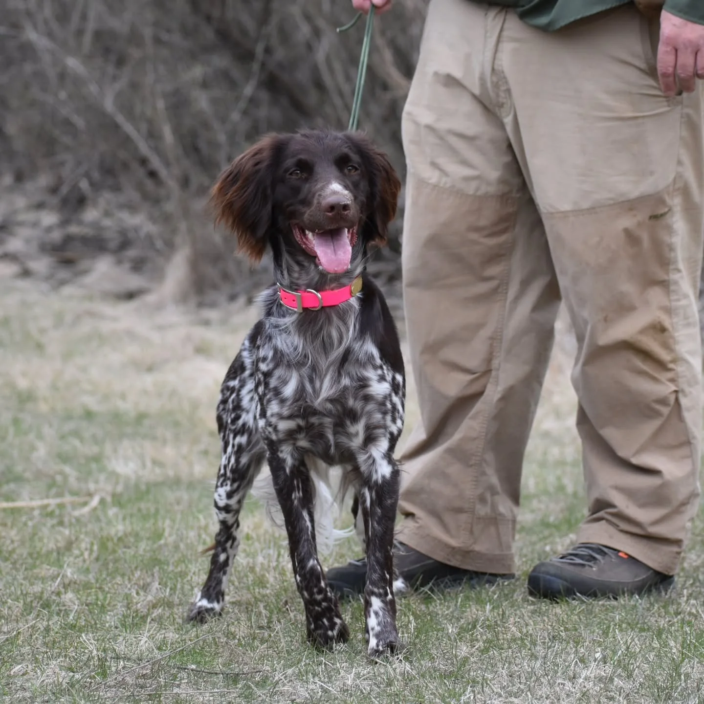 📯 What a weekend! 📯

The KlM-GNA / DLGNA VJP has wrapped up and it was nothing short of fantastic. A HUGE thank you to *everyone* involved, from the handlers, judges, directors, volunteers, breeders, and let's not forget about the DOGS!

📸: @wildb