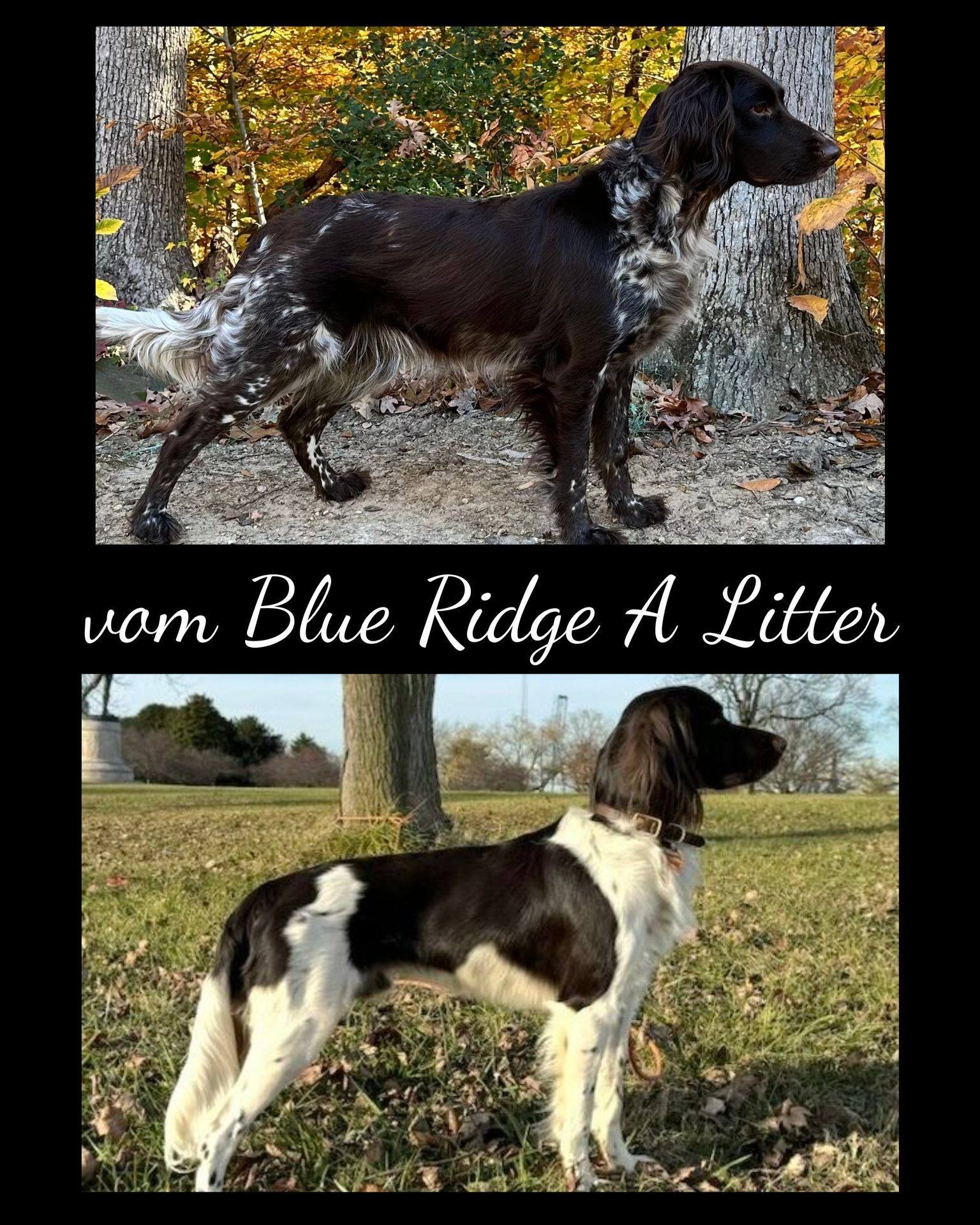 The year is almost over and the 2025 litter plans have already begun! We are thrilled to announce the vom Blue Ridge A-litter.  Details have posted on our litter announcement page! Be sure to check out the webpage for details on this litter and keep 