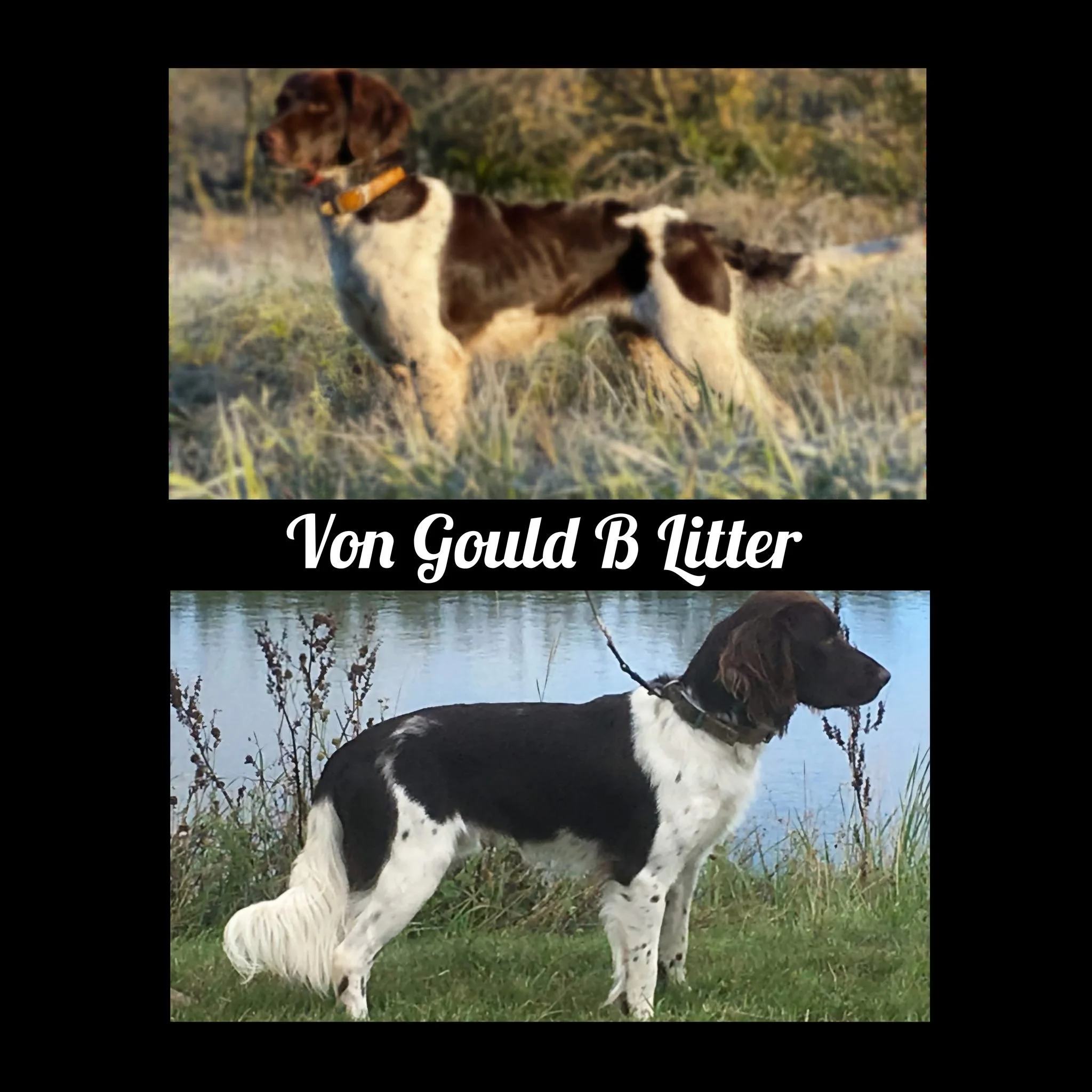 The year isn't over yet!  We are thrilled to share that the von Gould B-litter announcement has been posted on our litter announcement page! Be sure to check out the webpage for details on this exciting litter!

https://klm-gna.org/kleine-small-munst