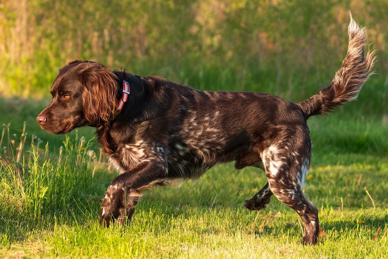 Congratulations to John Riens and Drake vom Eiswald for working hard to meet all of the breeding qualifications set forth by Verband f&uuml;r Kleine M&uuml;nsterl&auml;nder e.V (KlM-D)! This means Drake is now an approved stud dog in KlM-GNA and what