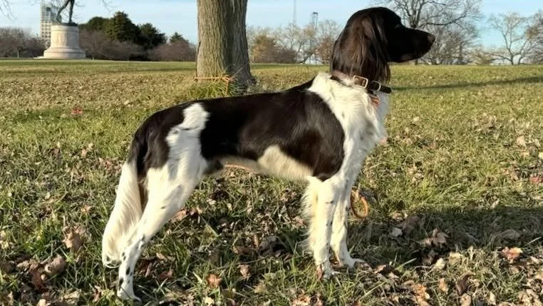 Congratulations to GNA Member, Zachary Stine, for qualifying this handsome guy for breeding. You can check out Curt auf der Oberen Halbinsel on our Stud Dogs Qualified for Breeding page at: https://klm-gna.org/stud-dogs/.

Remember to check the quali