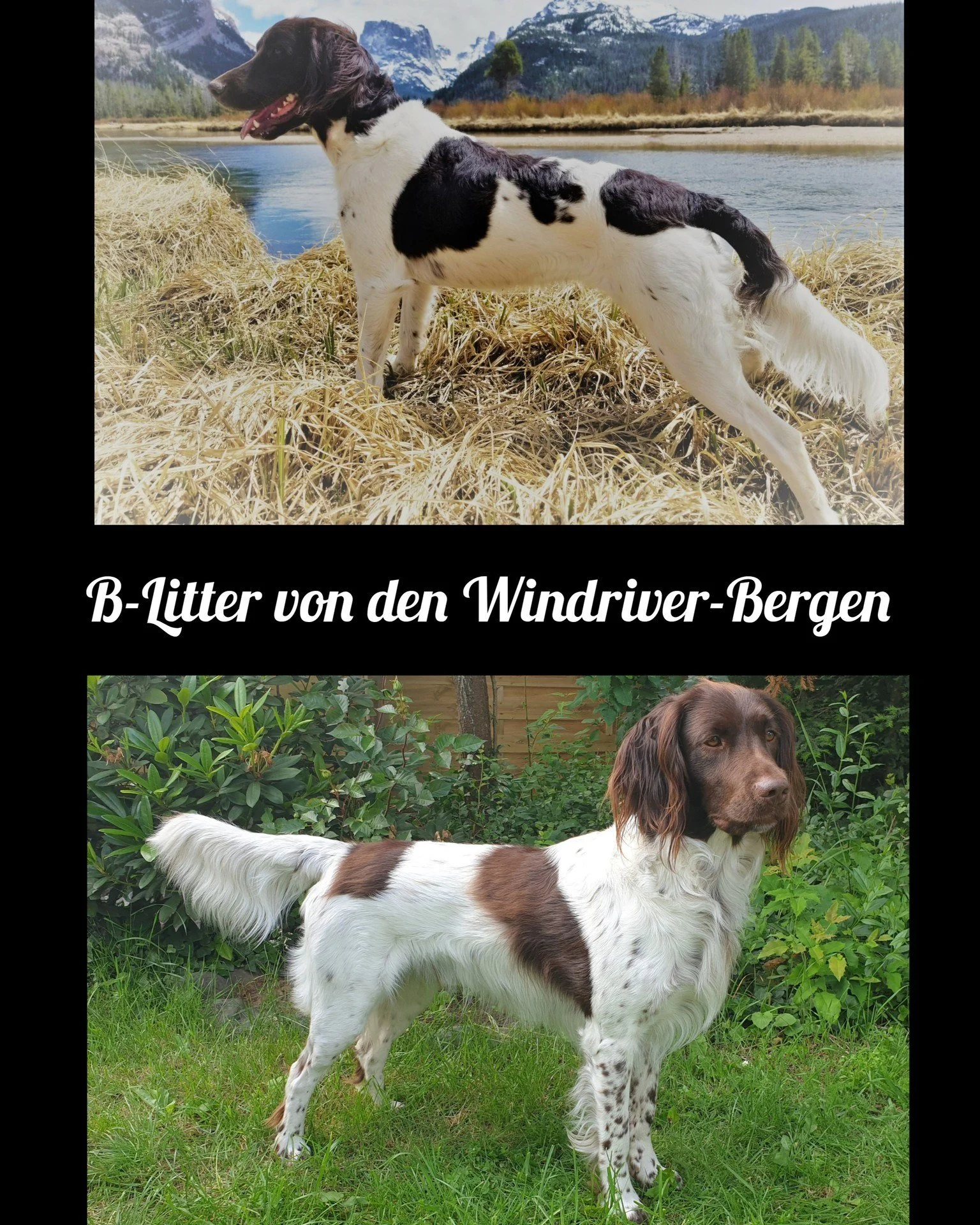 A stud has been chosen... and what a stud he is! 😍 
We are thrilled to share that the von den Windriver-Bergen B-litter announcement has been updated on our litter announcement page! Be sure to check out the webpage for details on this exciting litt