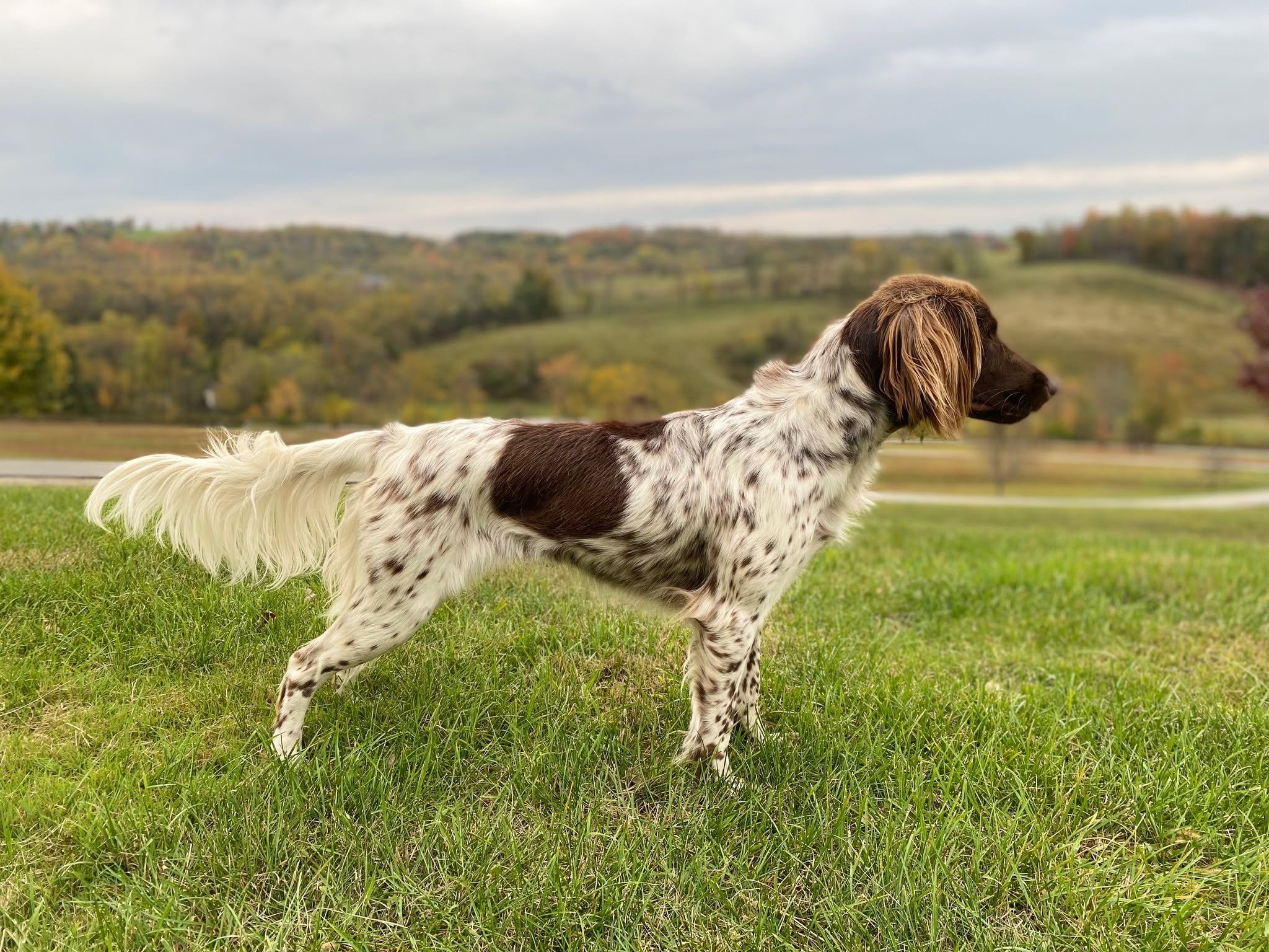 Congratulations to GNA Member, Amanda Augenstein, for qualifying this pretty little girl for breeding!  We're also proud to add Amanda's new kennel, vom Augenstein to our list of breeders and kennels registered in Germany!  You can check out Daja von