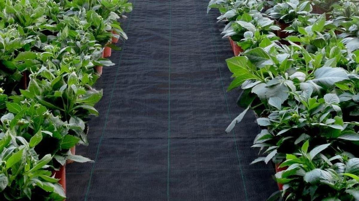 woven-vs-non-woven-landscape-fabric-b-10138_00.jpg