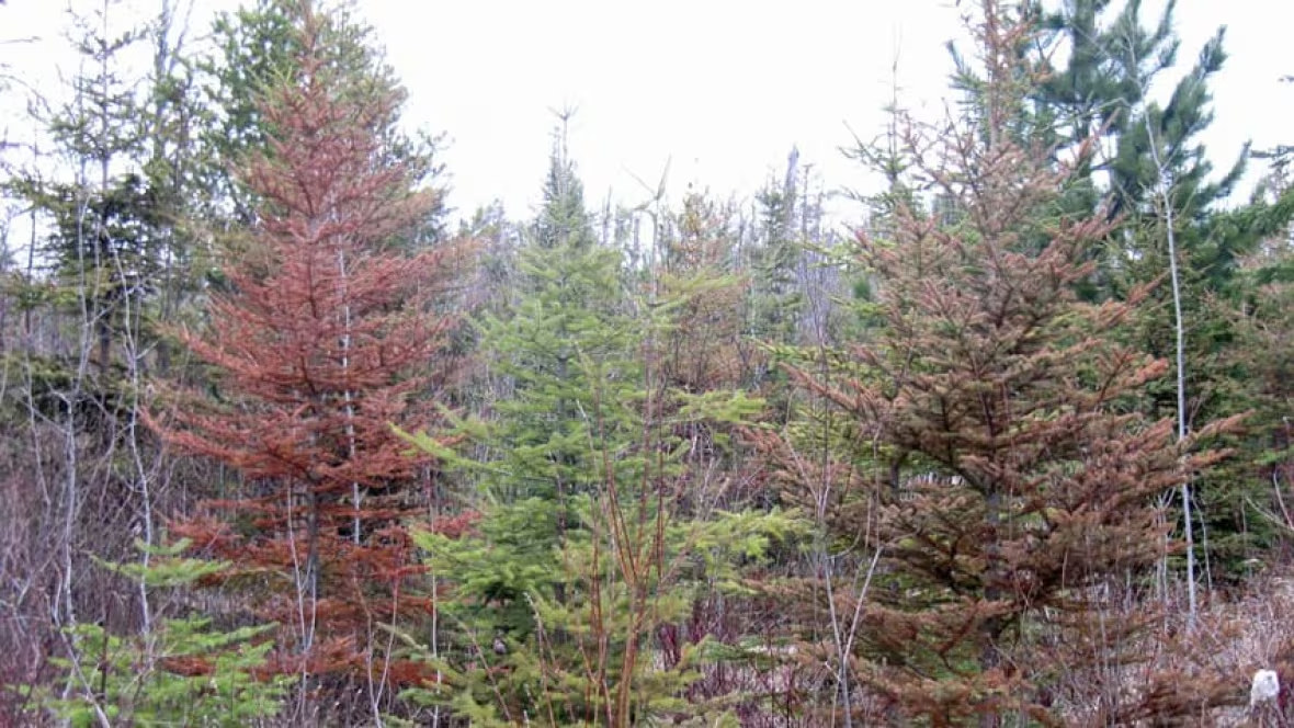 Forest scene with green and brown pine trees, some with reddish-brown needles, under an overcast sky.