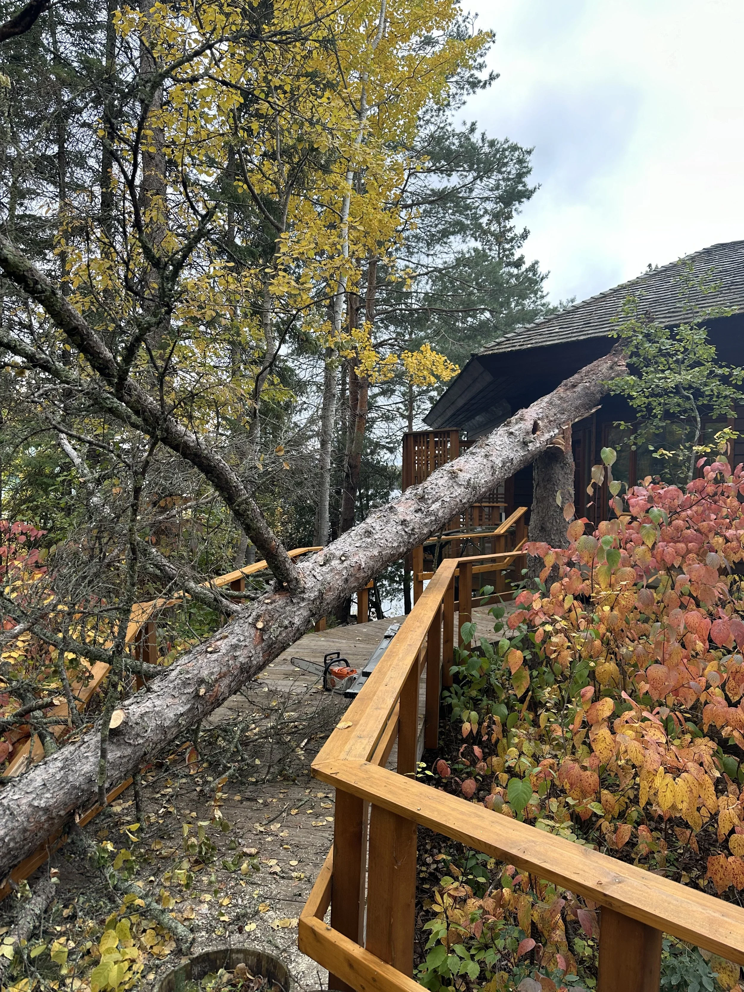 Tangled tree branches and power lines in a forested area with blue sky and clouds.