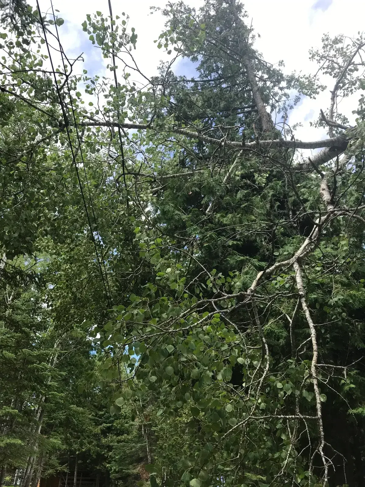 Tall trees with green leaves and branches, some fallen, under a partly cloudy sky.