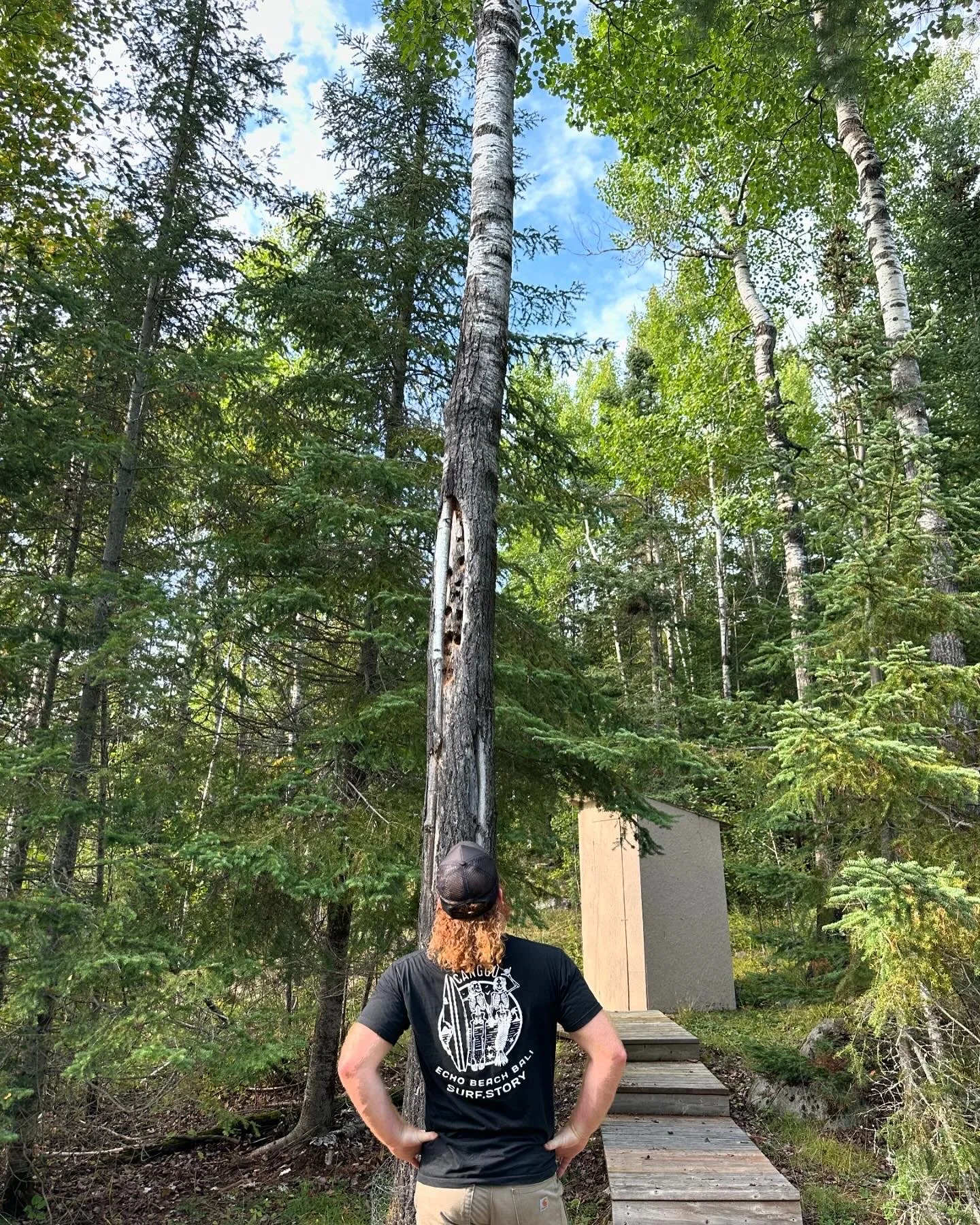 A forest scene with various trees, some with reddish-brown foliage, and other evergreen trees with green needles.