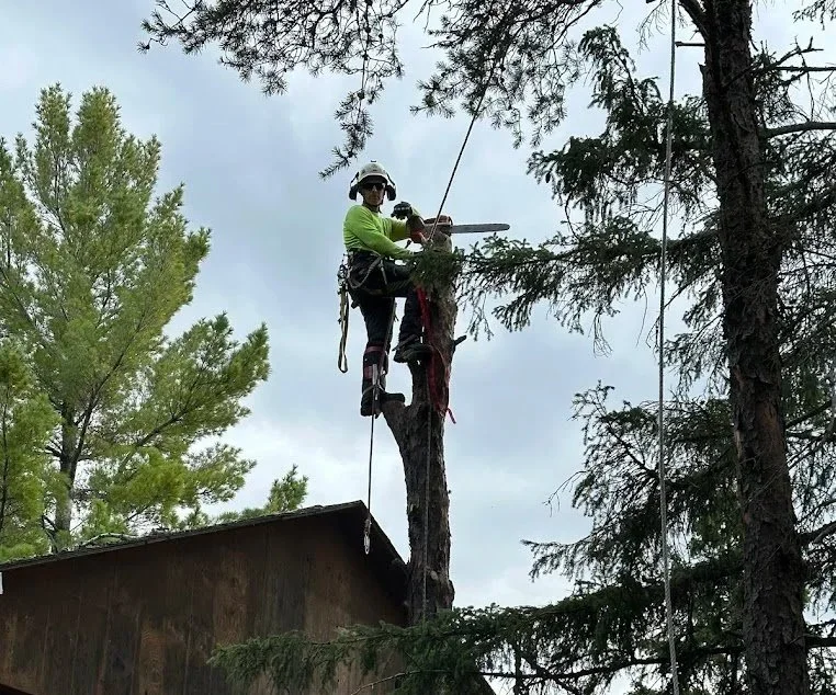 A worker in safety gear and a helmet trimming a tall tree with a chainsaw, standing on a platform attached to the tree