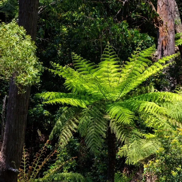 Illawarra-rain-forest.webp