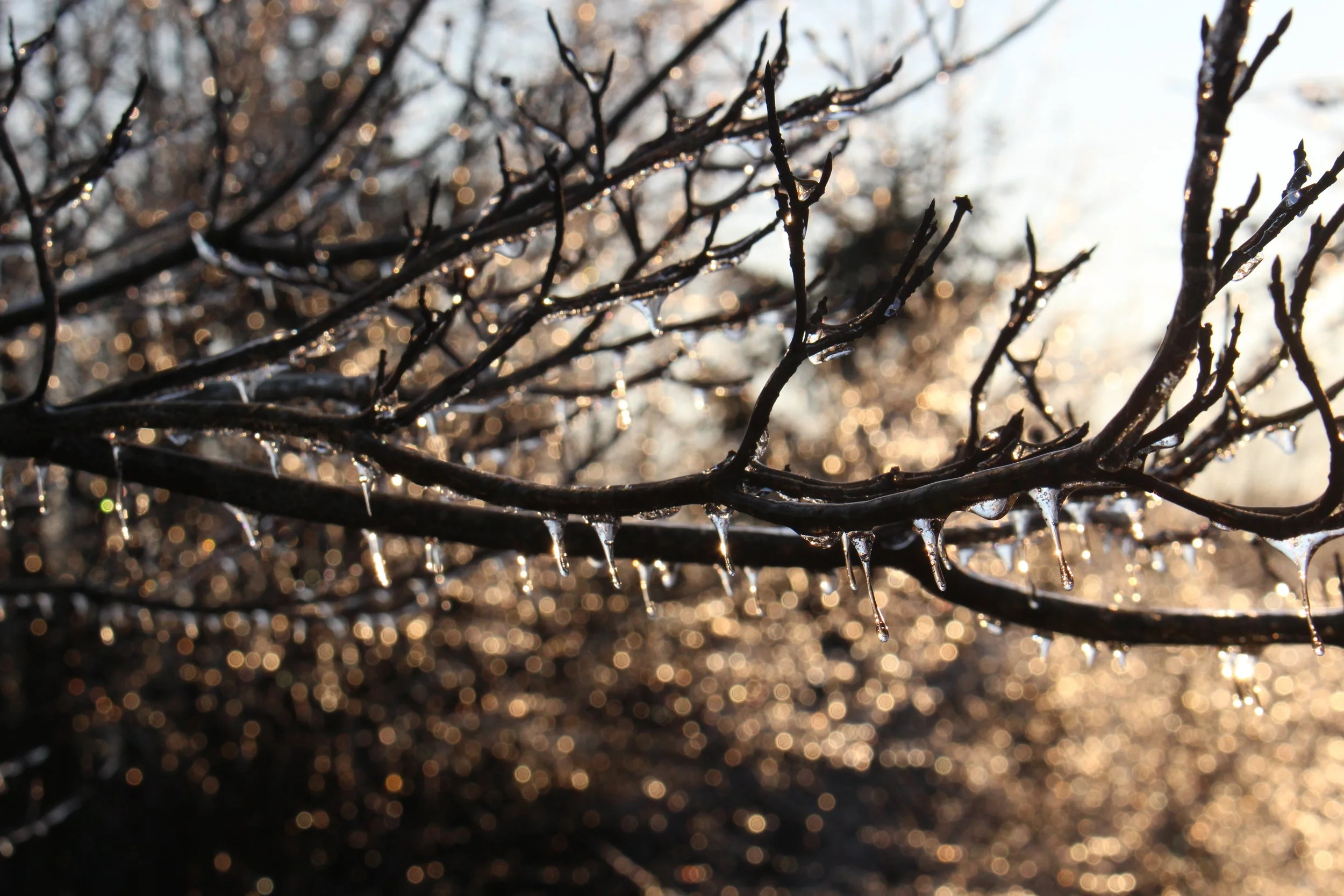 Close-up of tree branches with ice and sunlight creating a bokeh effect in the background.
