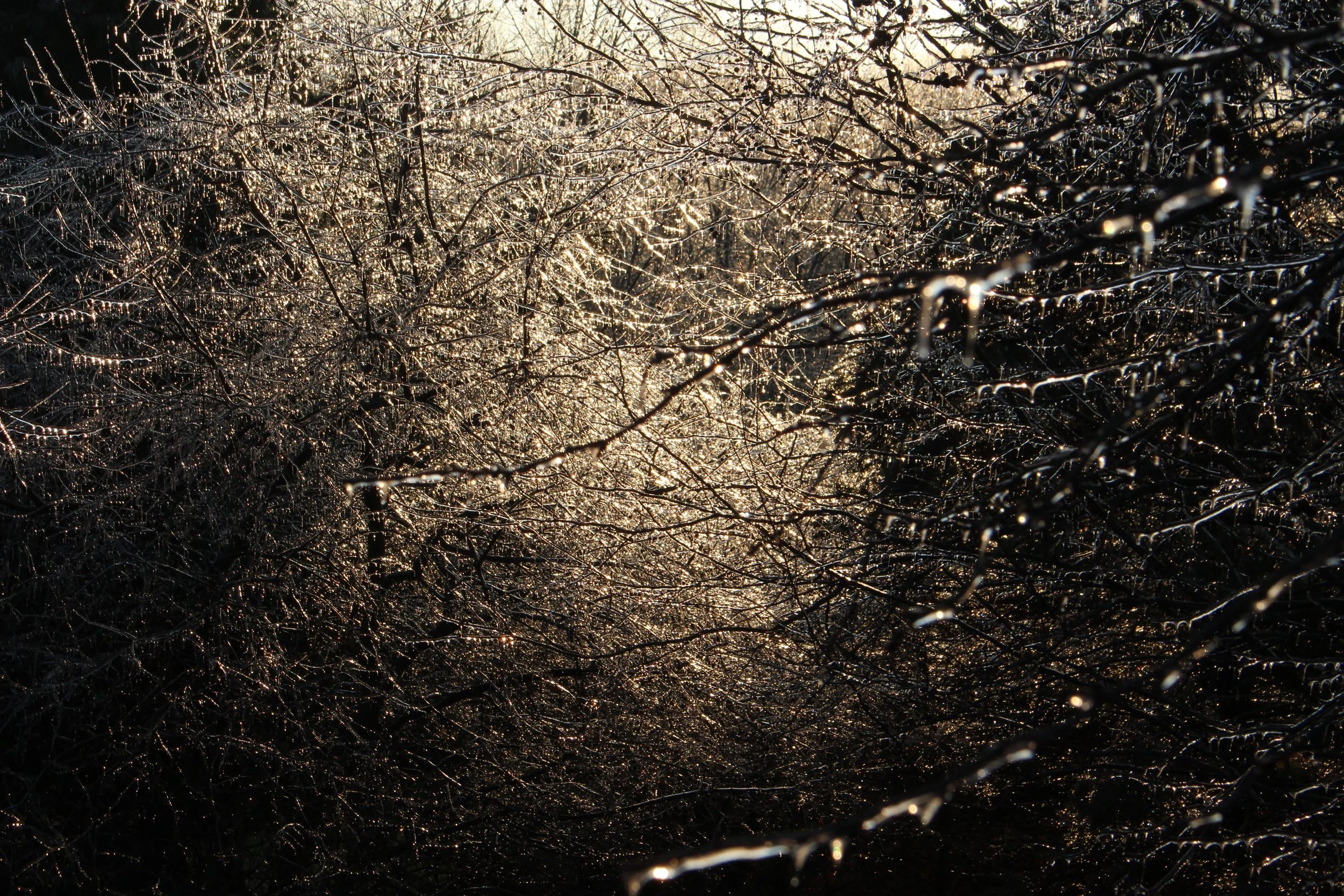 Sunlight shining through snow-covered tree branches with ice and frost, creating a sparkling effect.