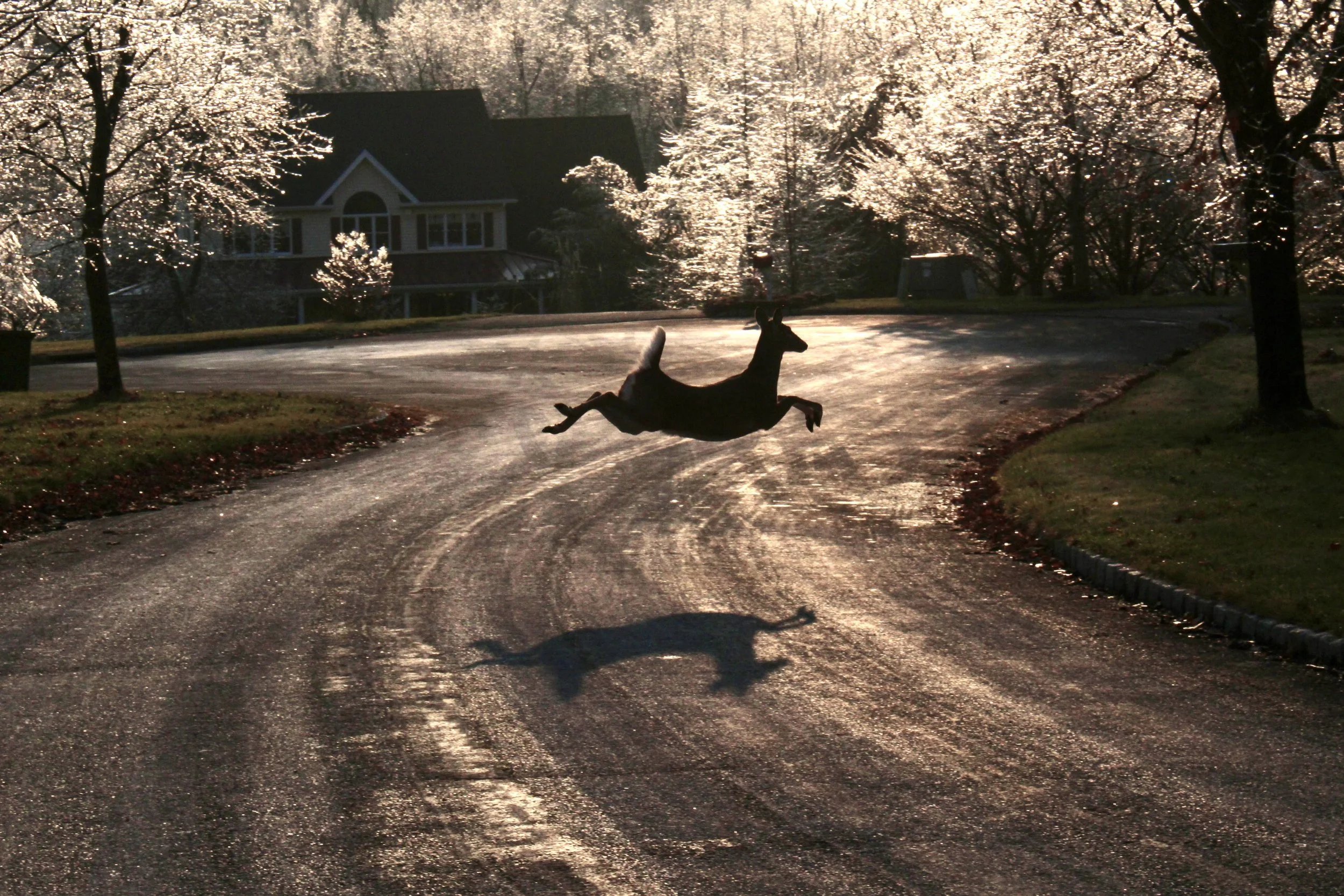 A deer appears to be jumping over a curved asphalt road, with shiny, reflective surface and a house with a porch in the background, surrounded by blooming cherry blossom trees in daylight.
