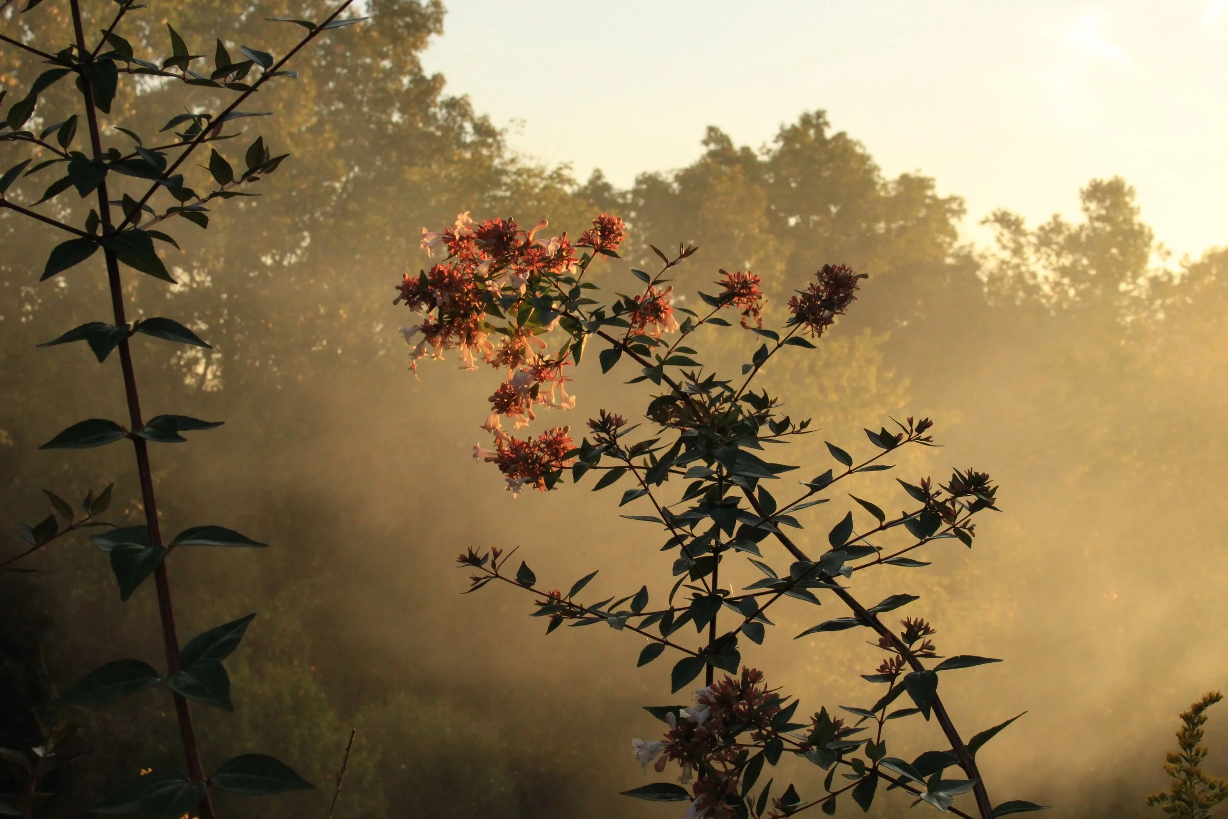 A flowering plant with pink flowers and dark green leaves silhouetted against a hazy, sunlit background of trees and sky.