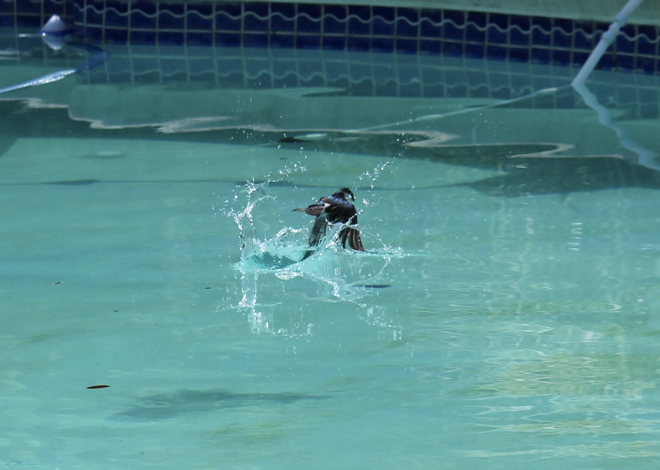 A bird splashing water as it takes off from a swimming pool with blue tiles and a white pool pole in the background.