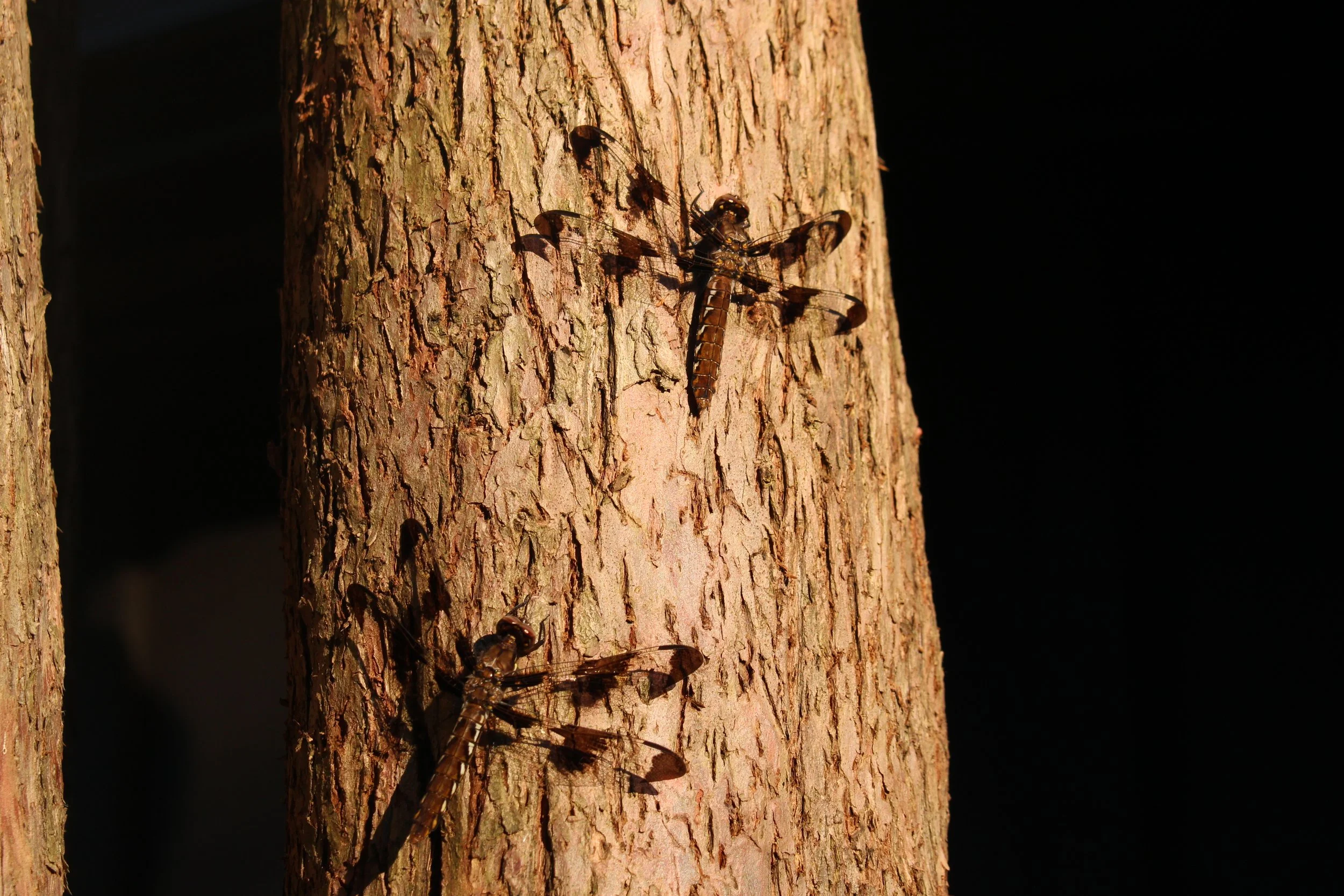Two dragonflies resting on a tree trunk in sunlight, with a dark background.