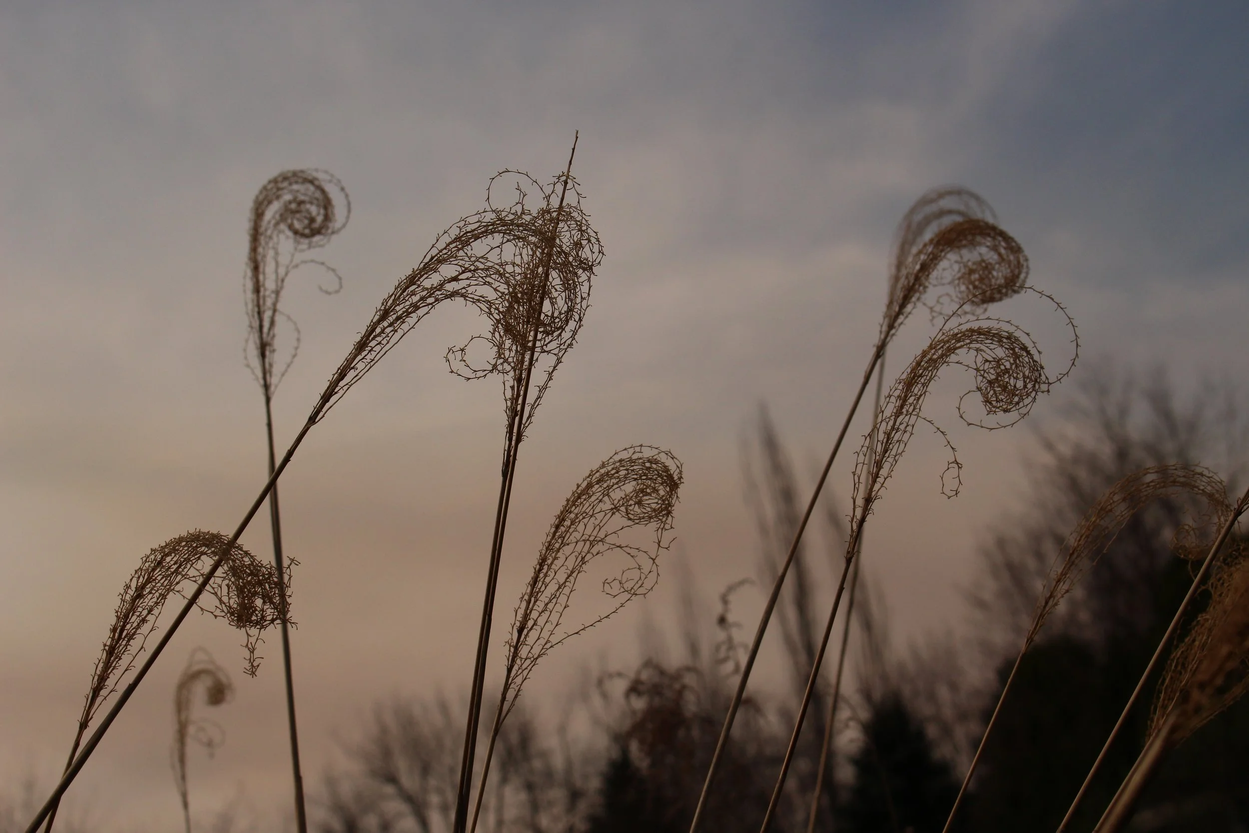 Close-up of dried, curly grass stems silhouetted against a cloudy sky at sunset