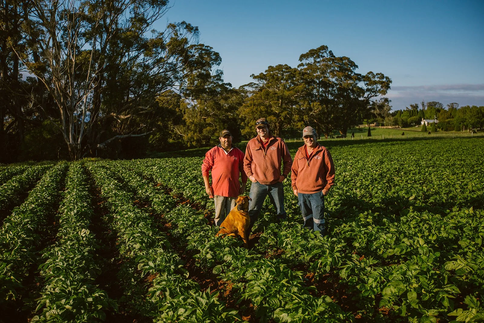 Three men and a dog standing in a green farm field with trees in the background, under a blue sky.